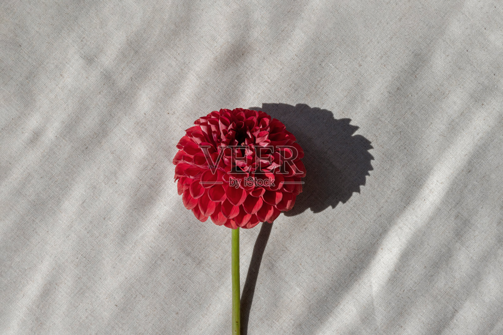 美学花卉极简主义风格的概念，ped大丽花在中性米色亚麻背景与自然的阳光阴影照片摄影图片