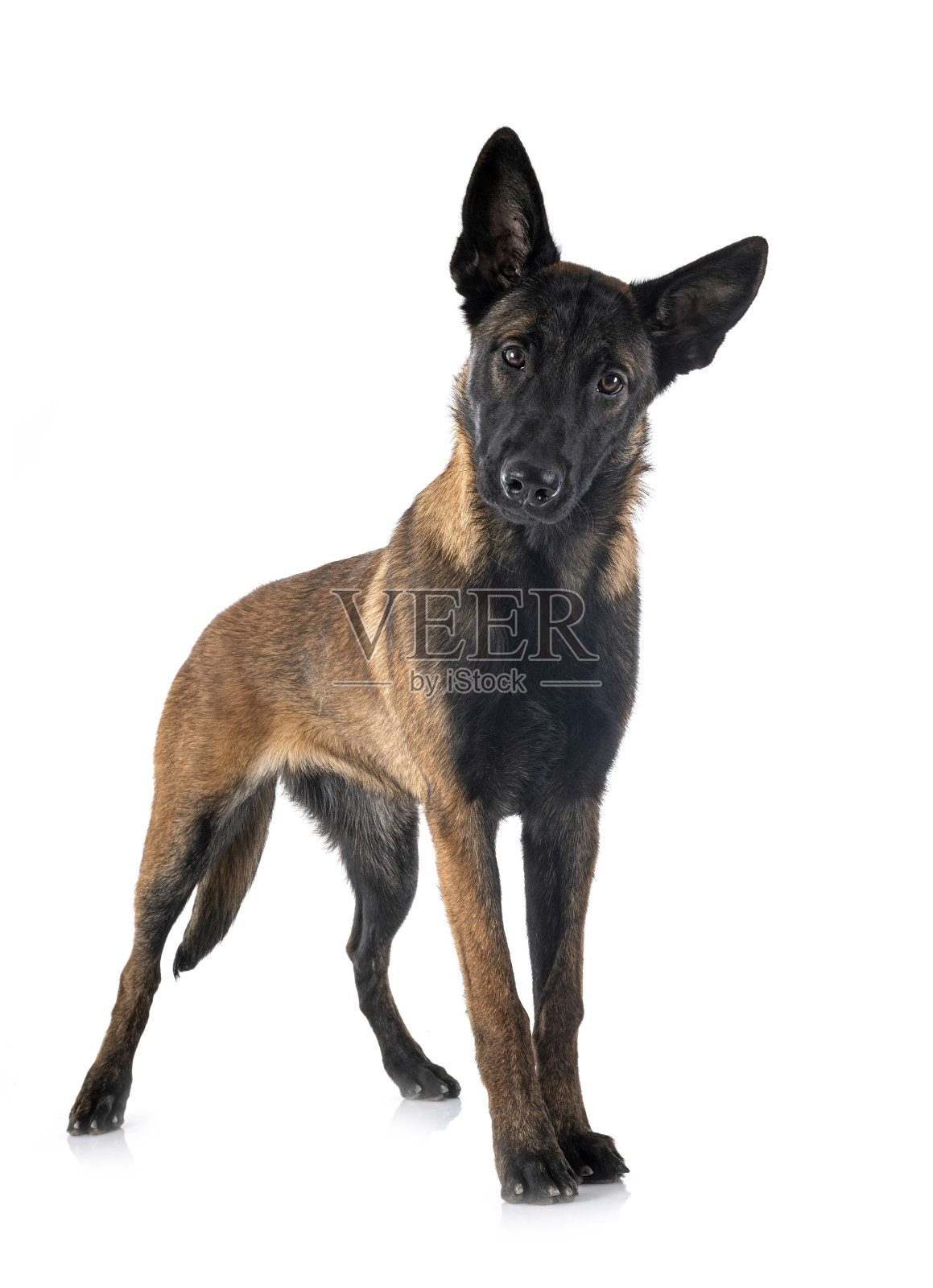 小狗玛利诺犬在演播室照片摄影图片