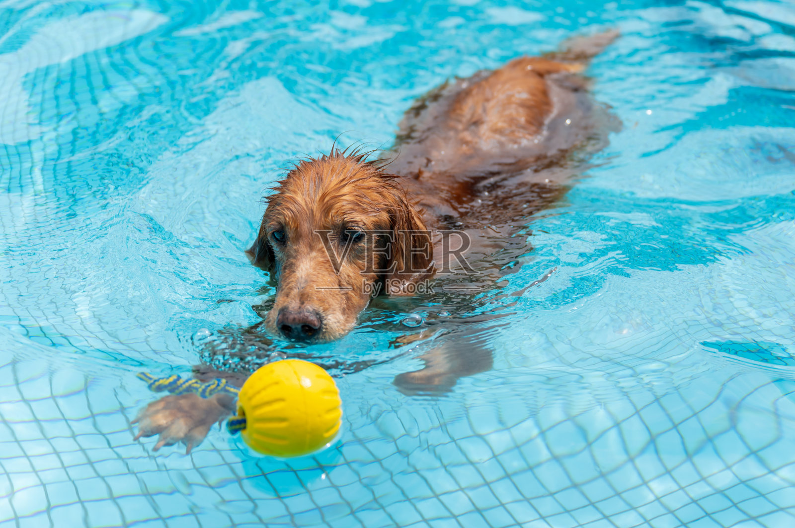 在泳池里玩耍的金毛猎犬照片摄影图片