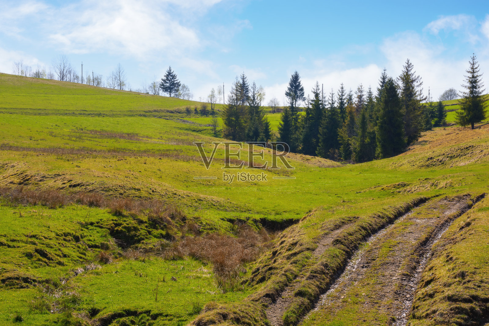 山间长满青草的牧场和云杉树的乡村照片摄影图片