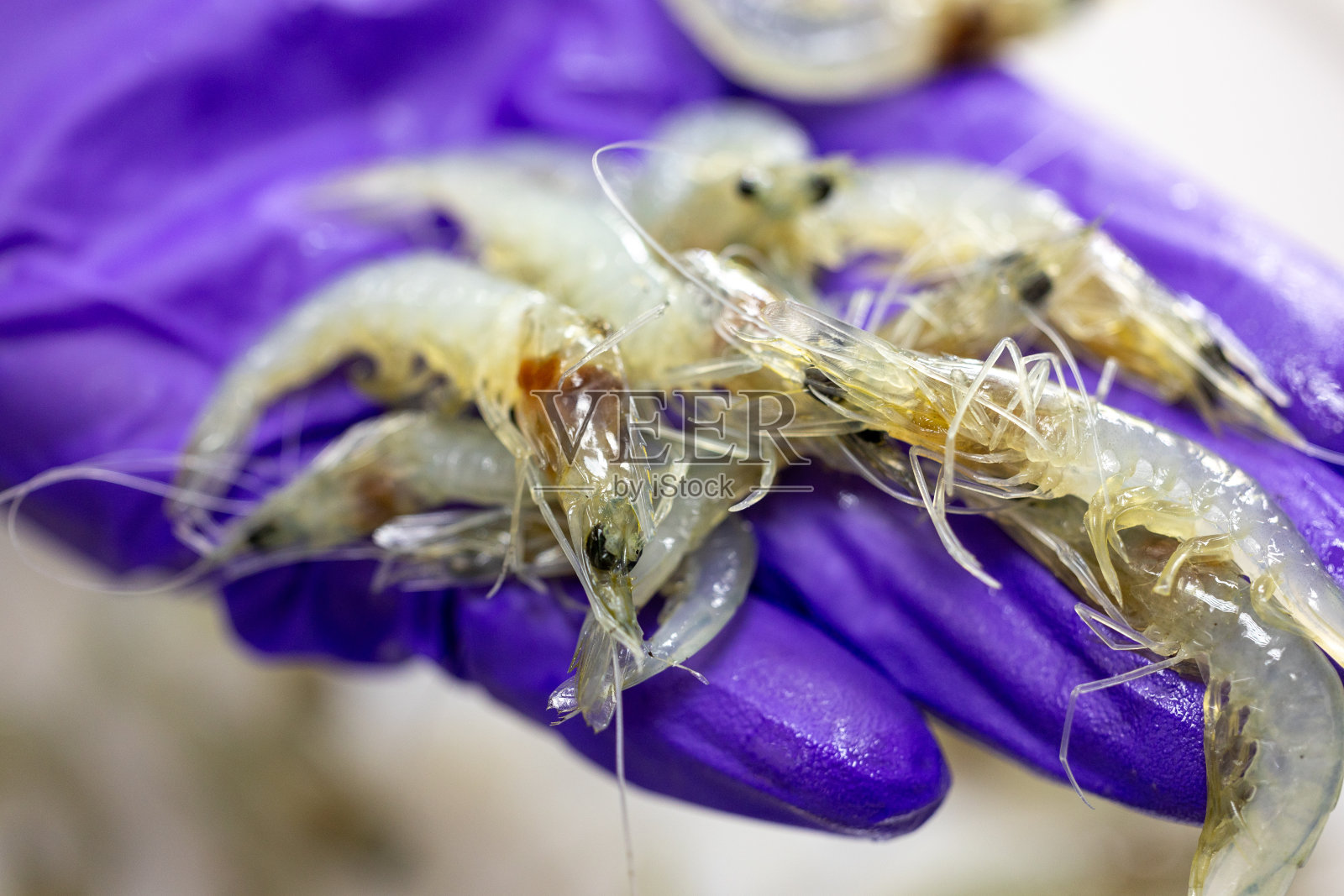 实验室里虾里的细菌。照片摄影图片