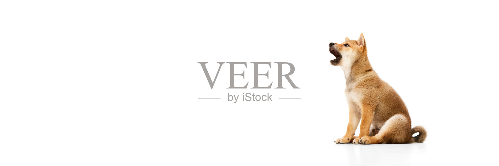 可爱，坚定和勇敢的柴犬狗在白色的工作室背景下玩耍。爱护动物的理念，时尚。广告横幅照片摄影图片