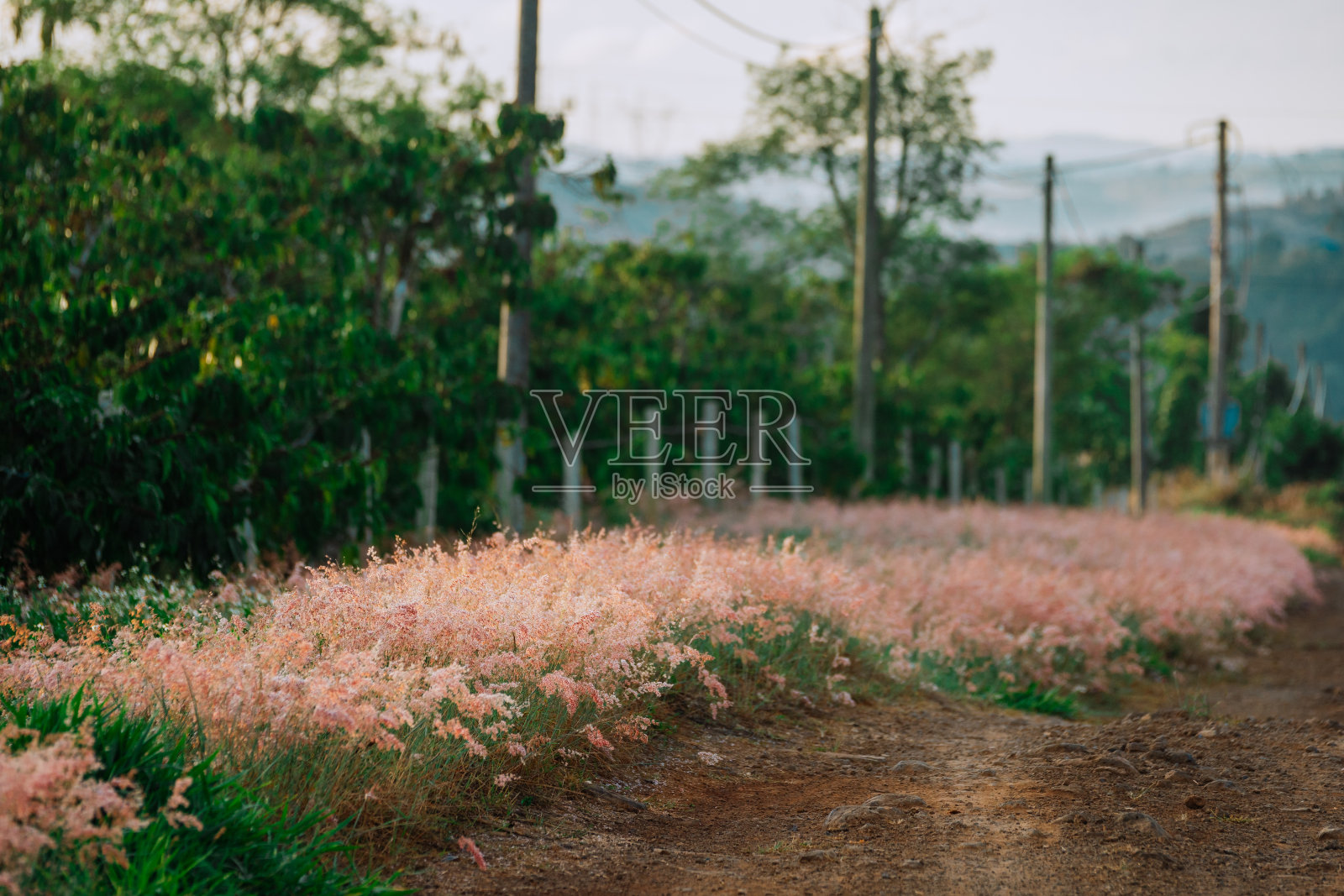 在一个美丽的早晨，一条道路两旁长满了狐尾草，阳光照进来，形成了灿烂的粉红色。照片摄影图片
