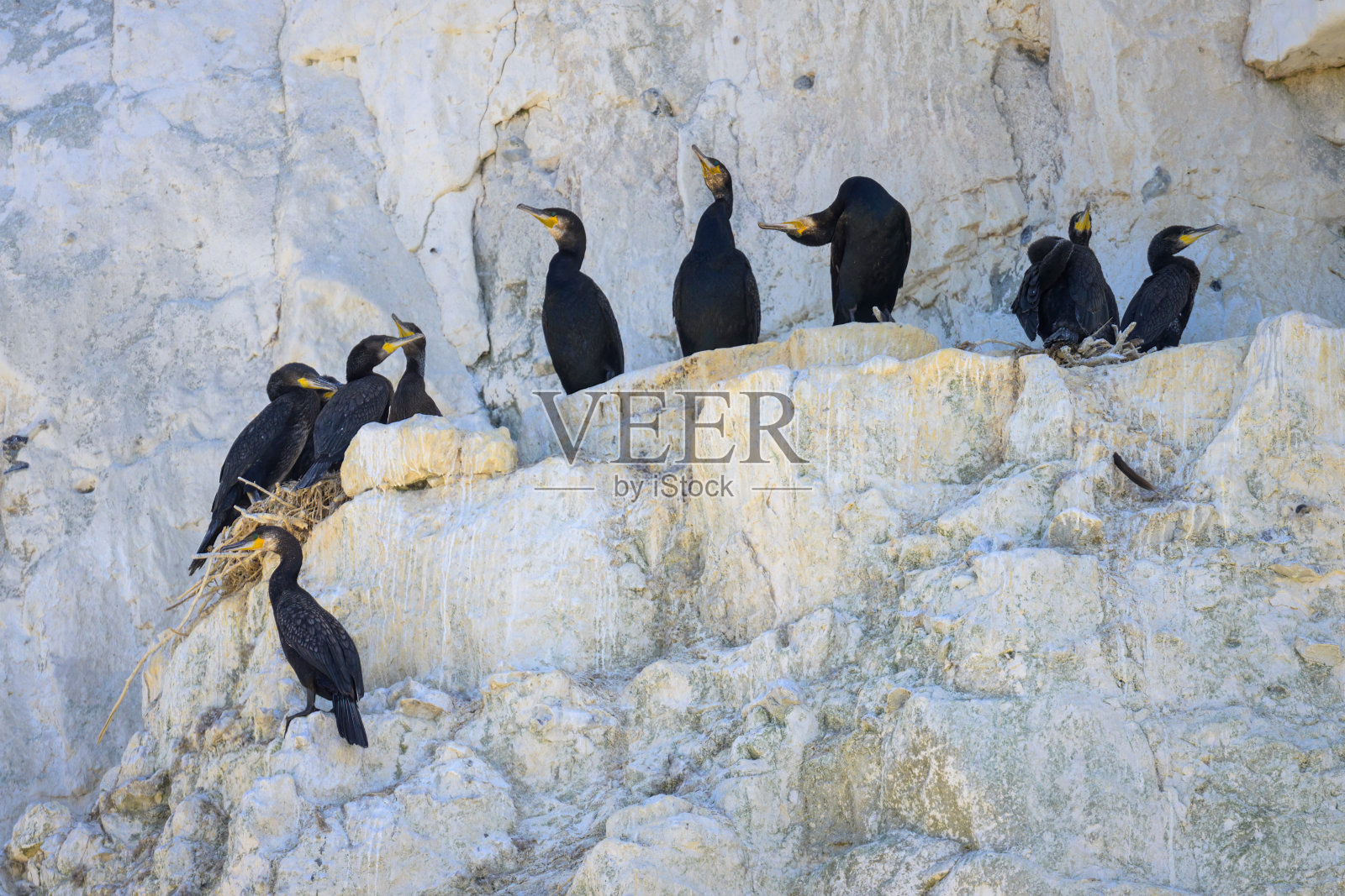 一群在巢中休息的大鸬鹚照片摄影图片
