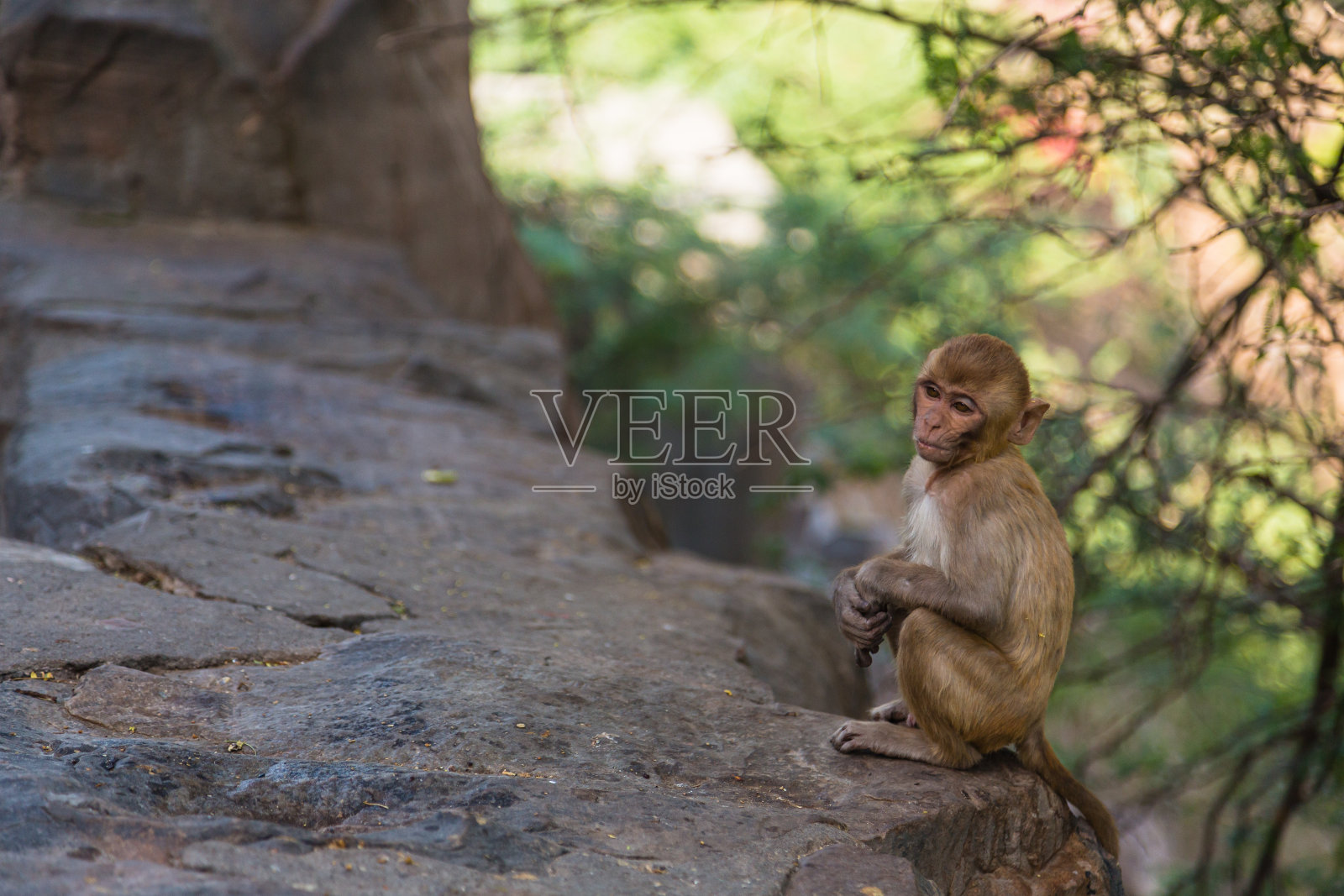 一只野生猴子在前往印度斋浦尔的加尔塔神庙的路上照片摄影图片