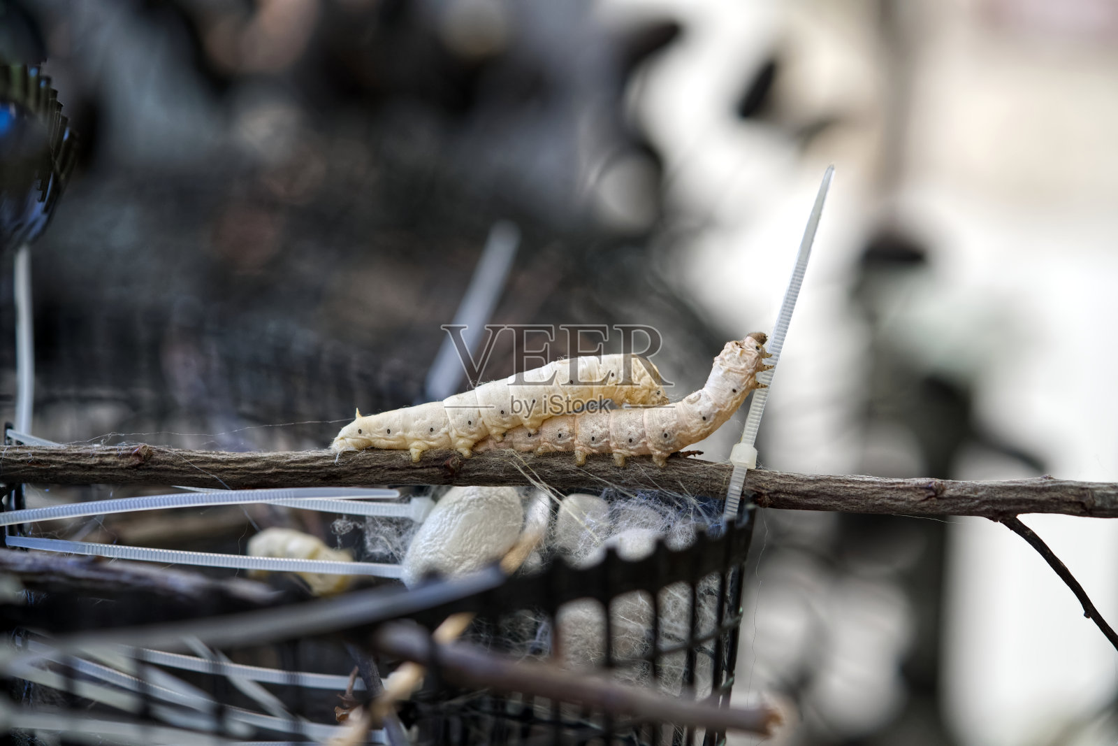 两只蚕照片摄影图片