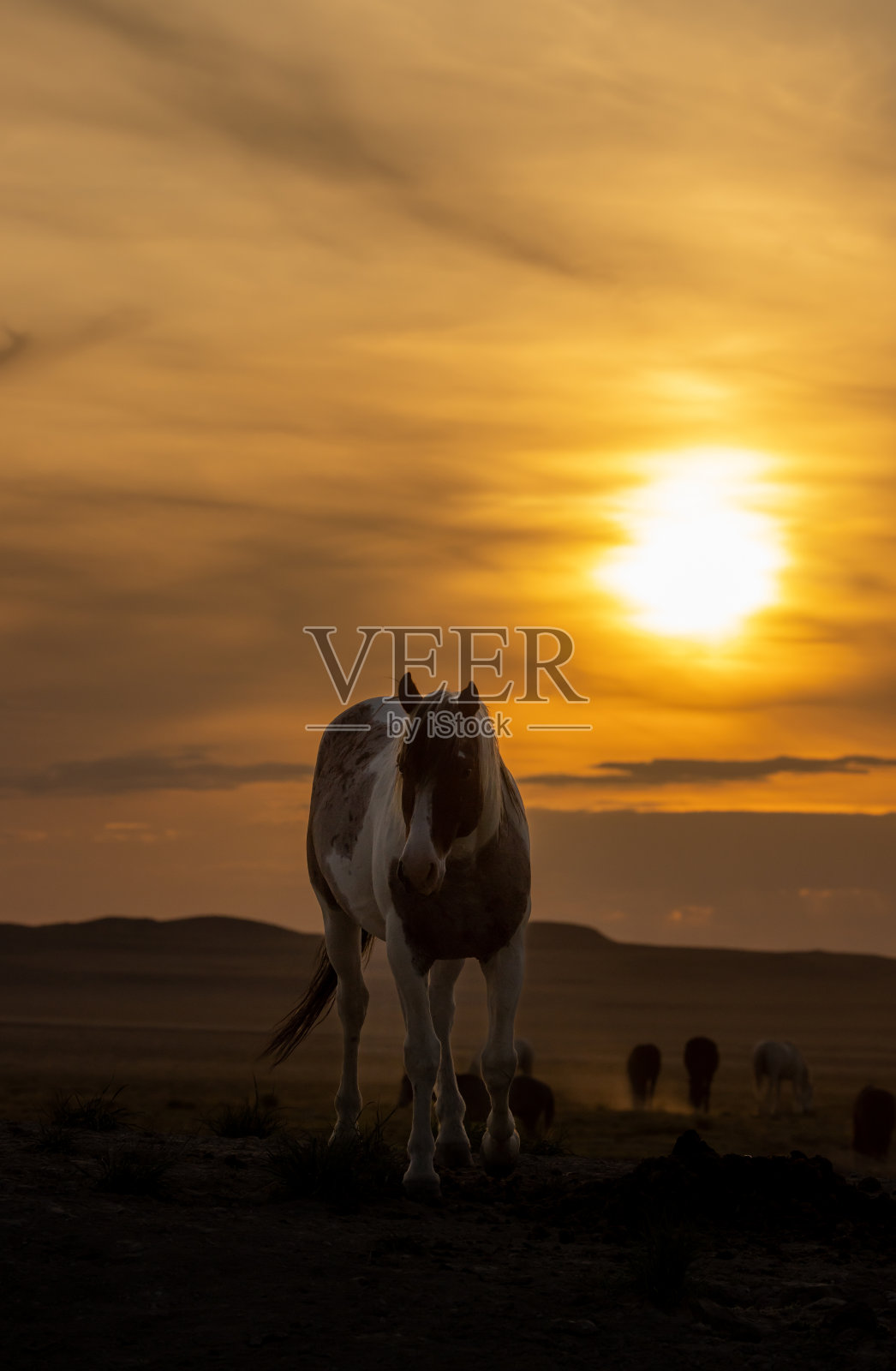 犹他州沙漠日落时的野马剪影照片摄影图片