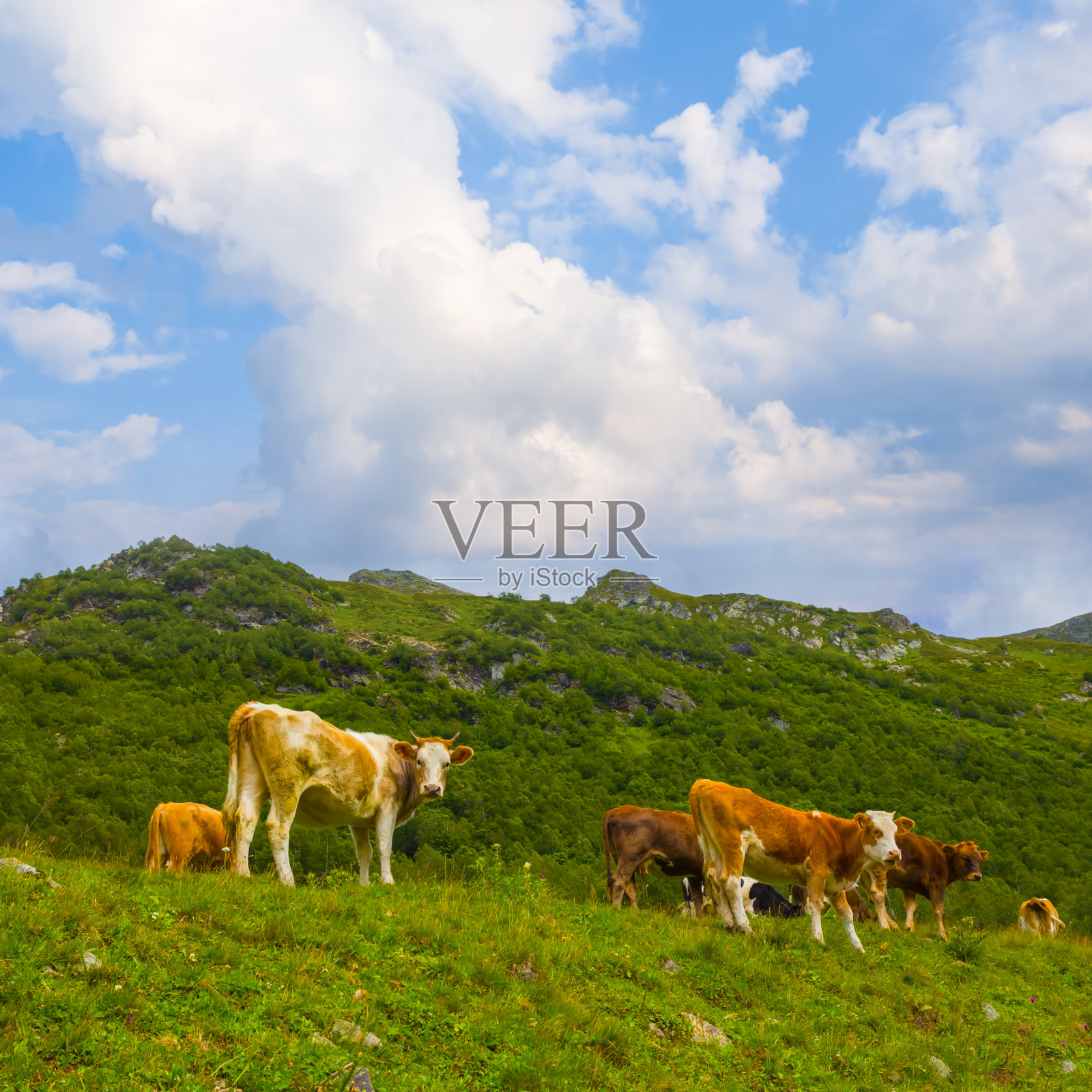 褐色的牛群在绿色的山间牧场上吃草照片摄影图片