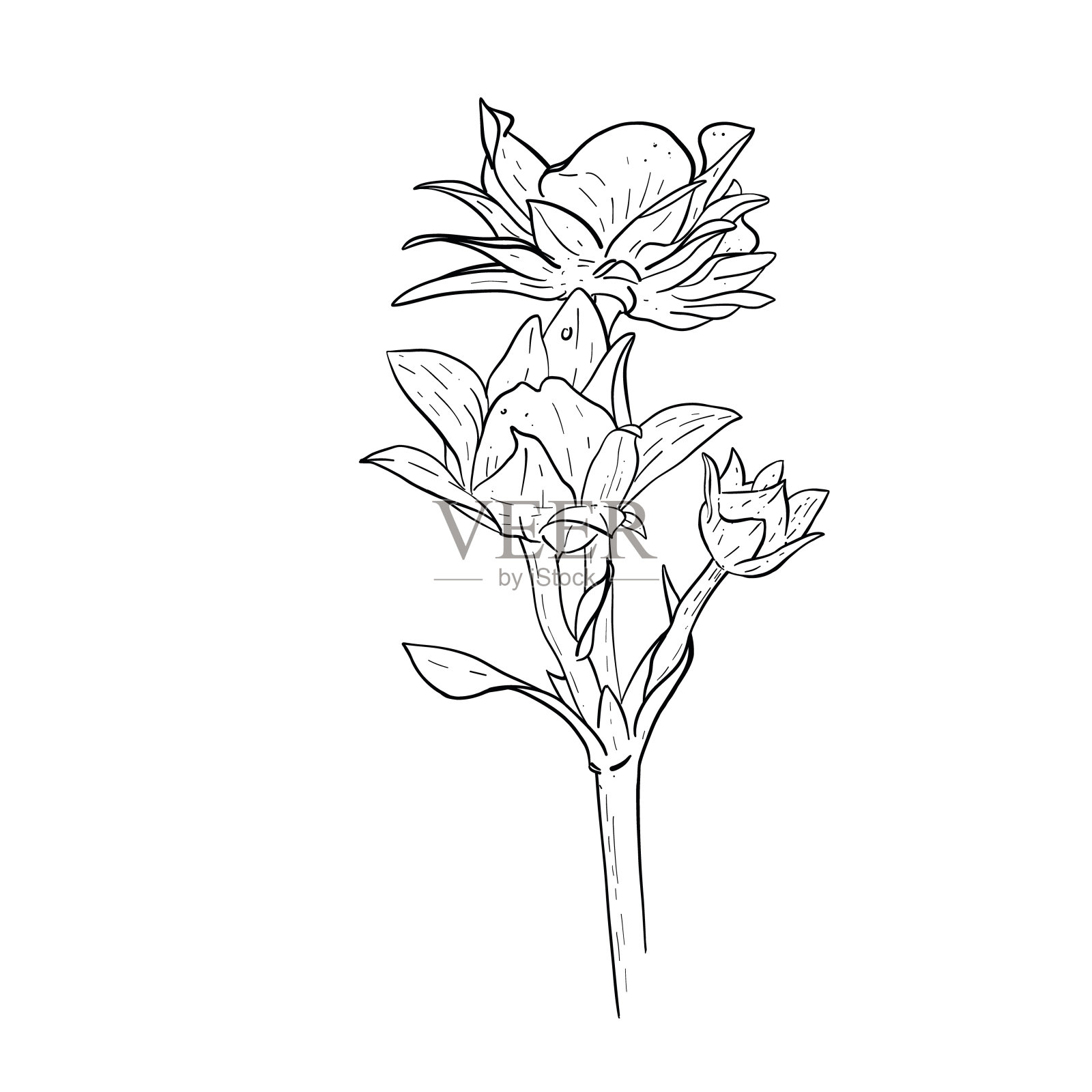 矢量花卉元素的草莓花和叶子。手绘草图开花的草莓植物。插画图片素材