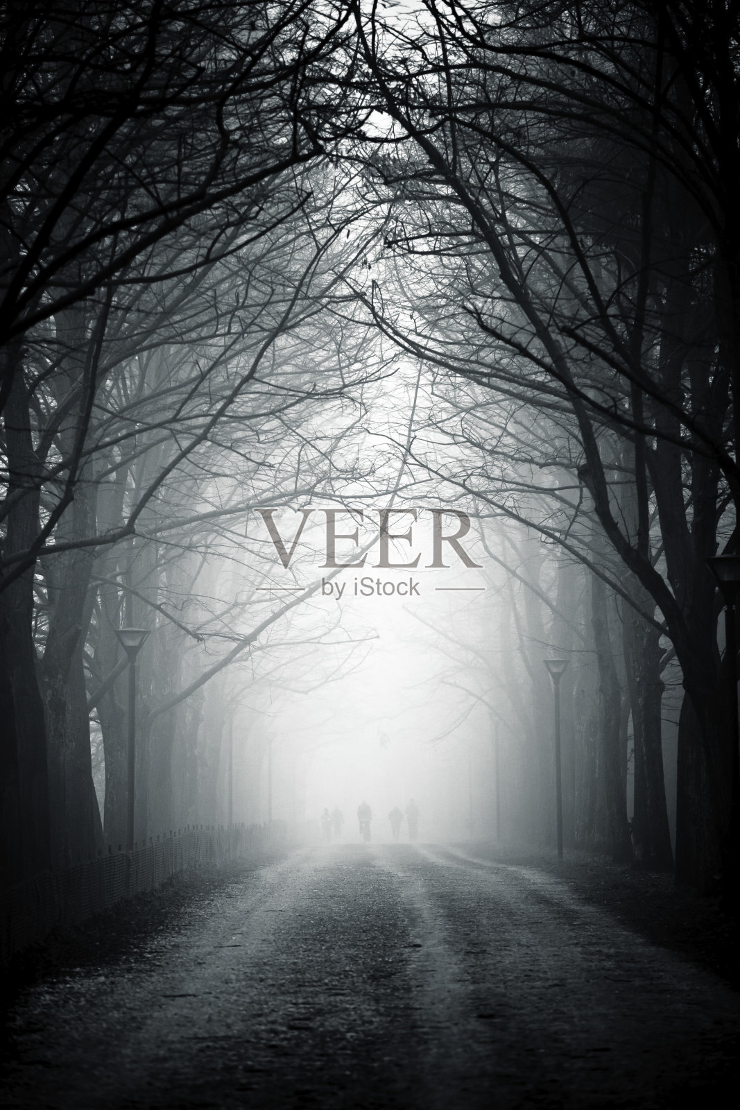 乡村道路上的树冠在雾中，没有人照片摄影图片