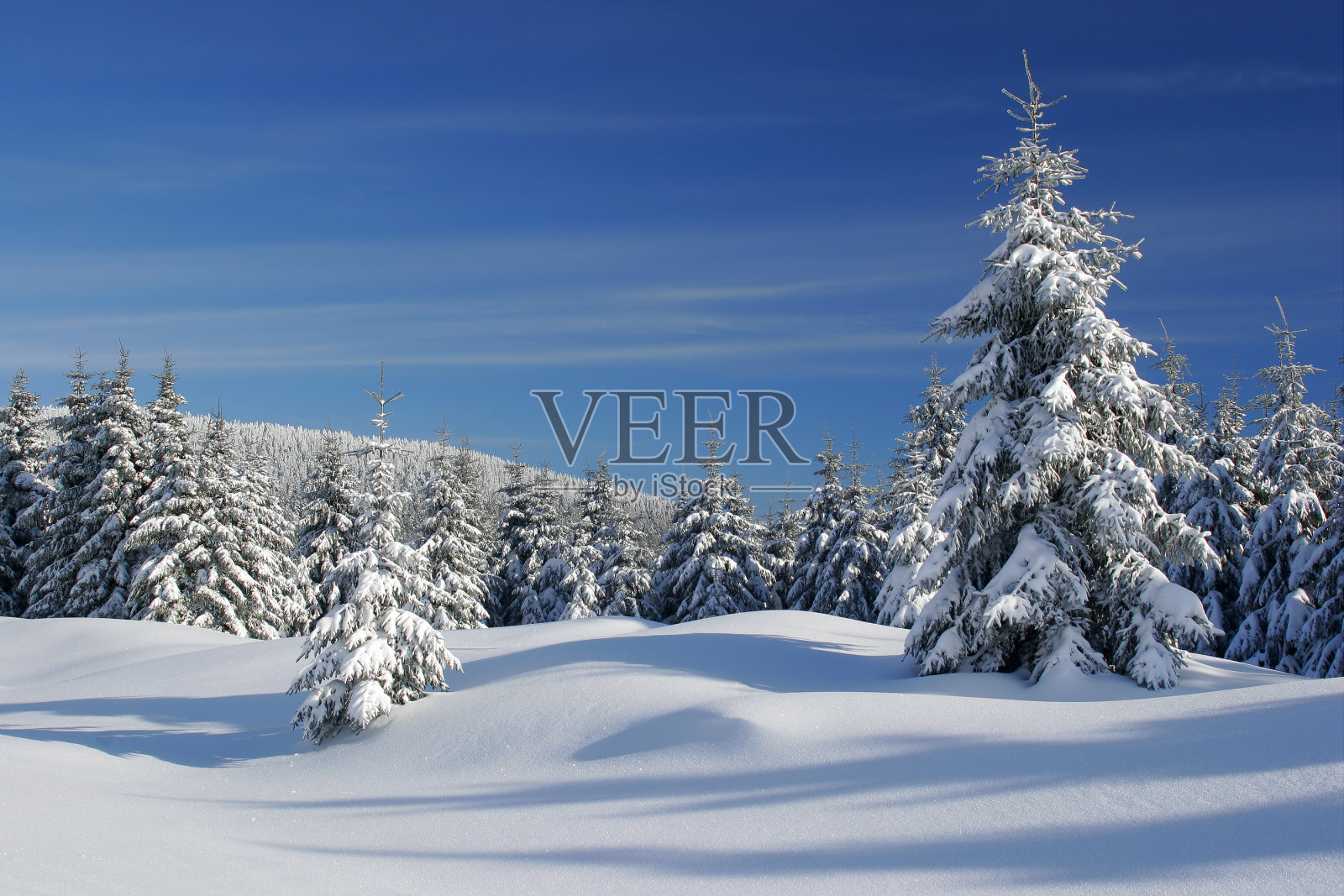 冬季森林照片摄影图片