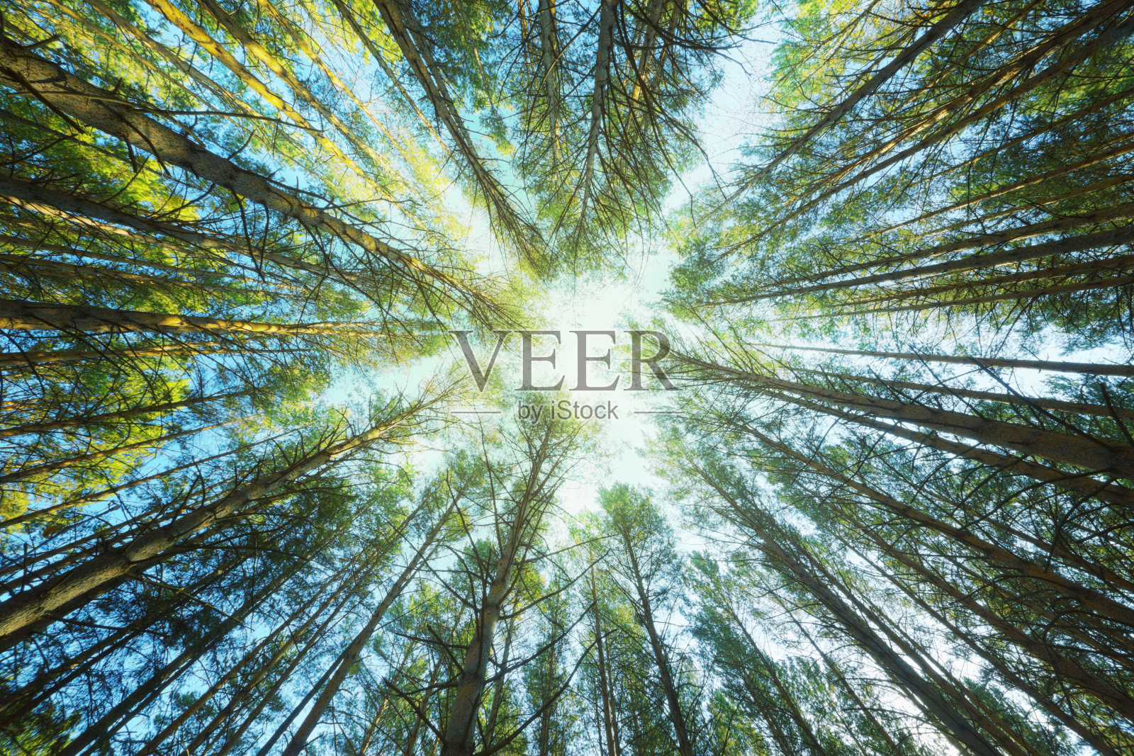 天空穿过松树的树干照片摄影图片