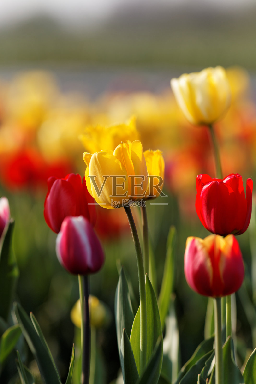 盛开的郁金香照片摄影图片