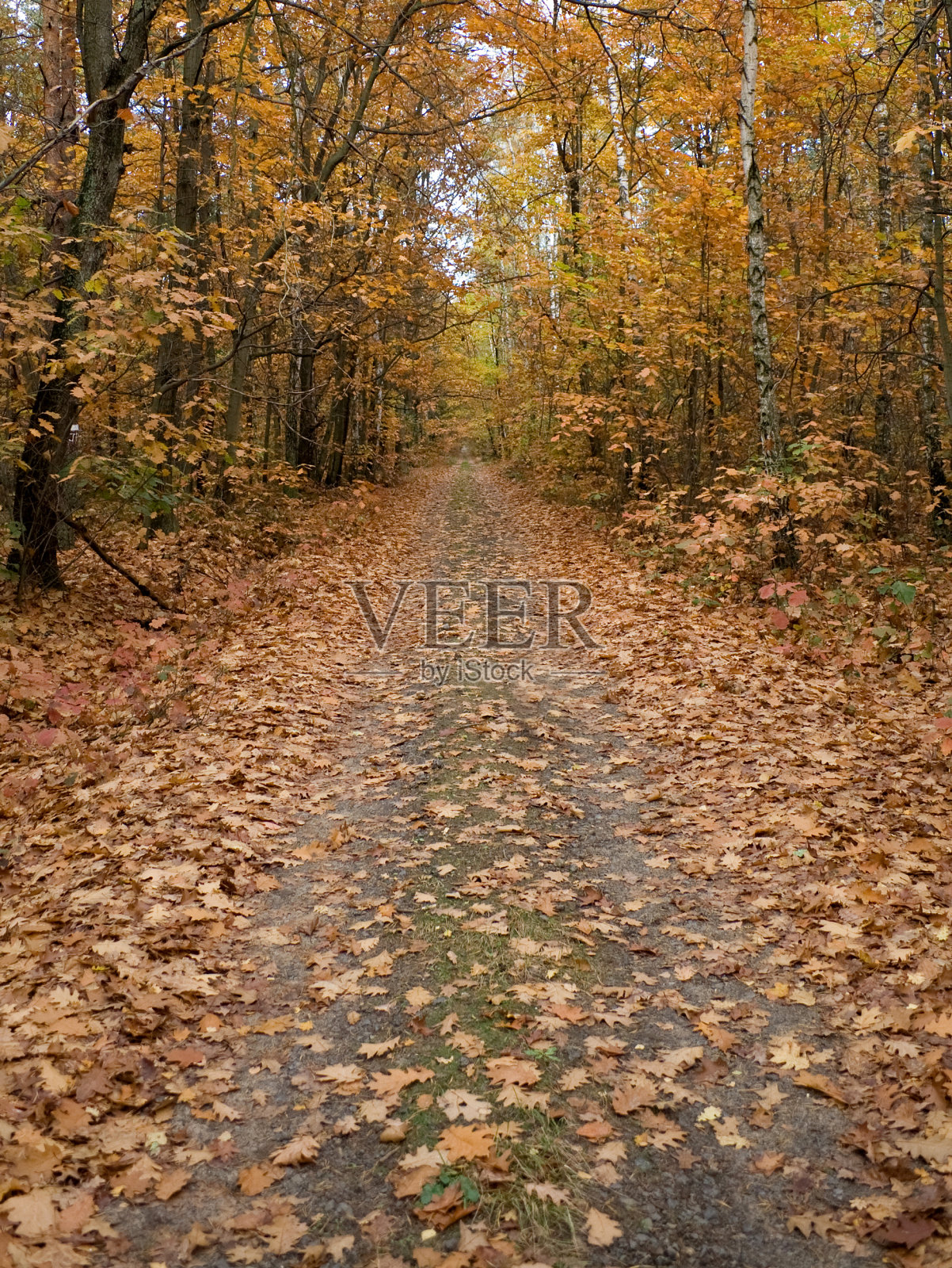 秋天的森林道路照片摄影图片