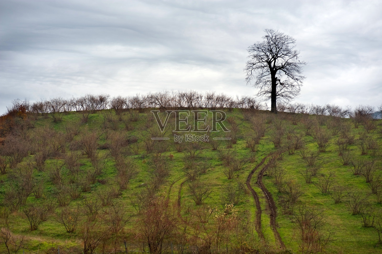 孤独的树照片摄影图片