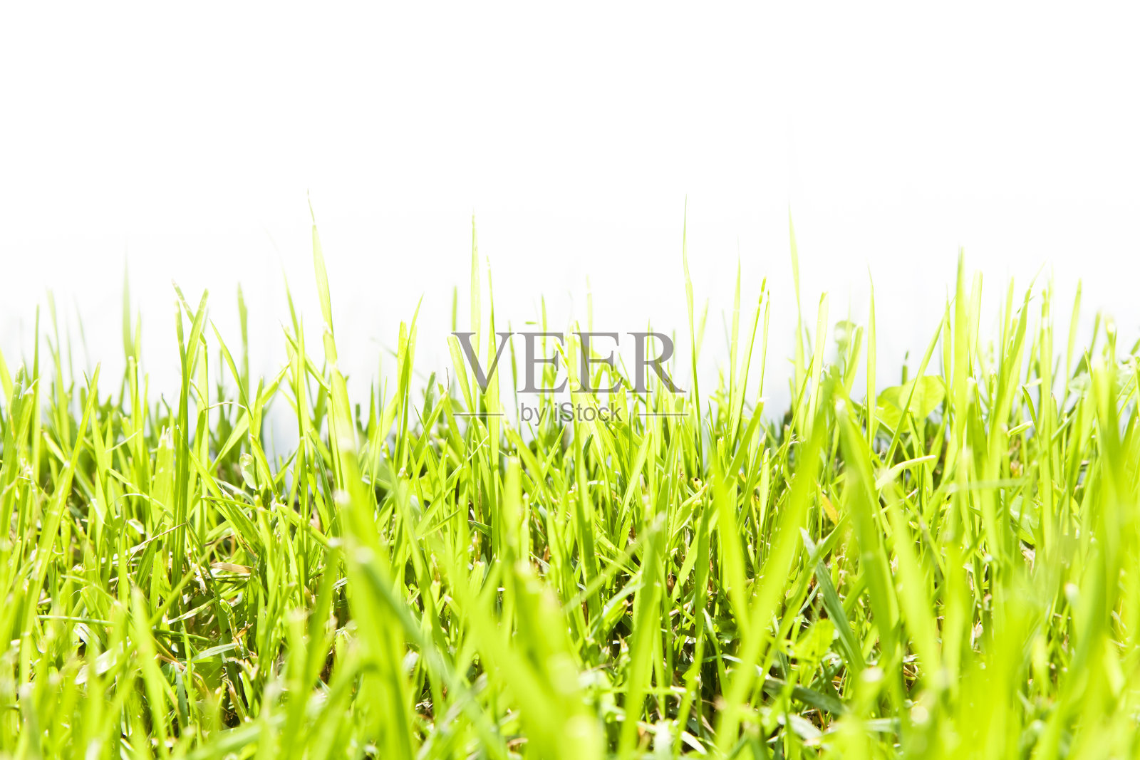 新鲜的绿草在白色照片摄影图片