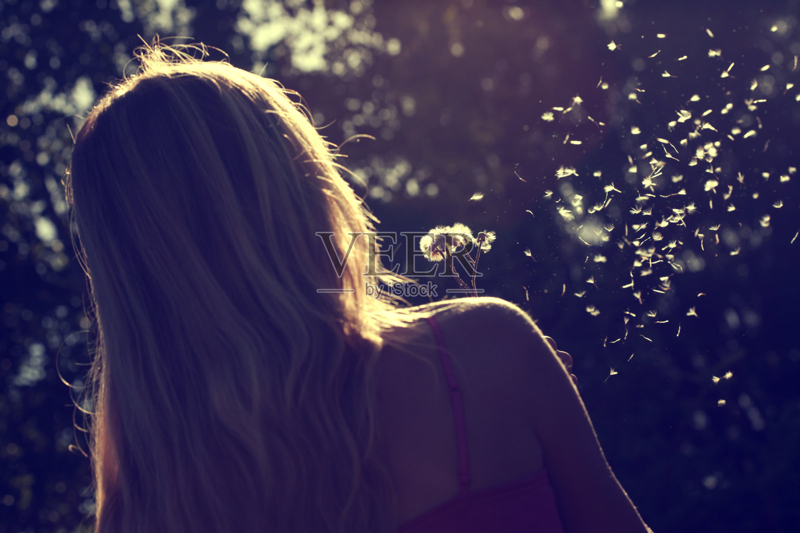 吹蒲公英照片摄影图片