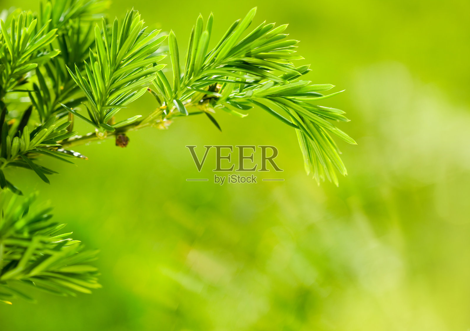 菲尔分公司照片摄影图片