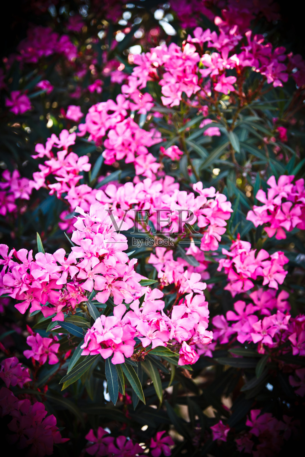 紫色的花照片摄影图片