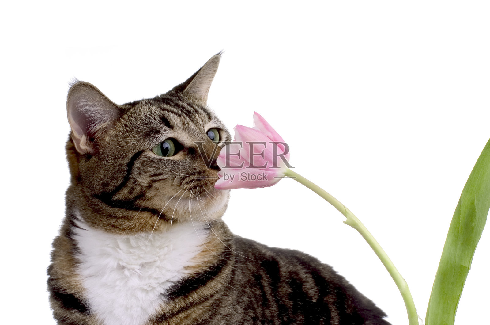 猫和郁金香照片摄影图片