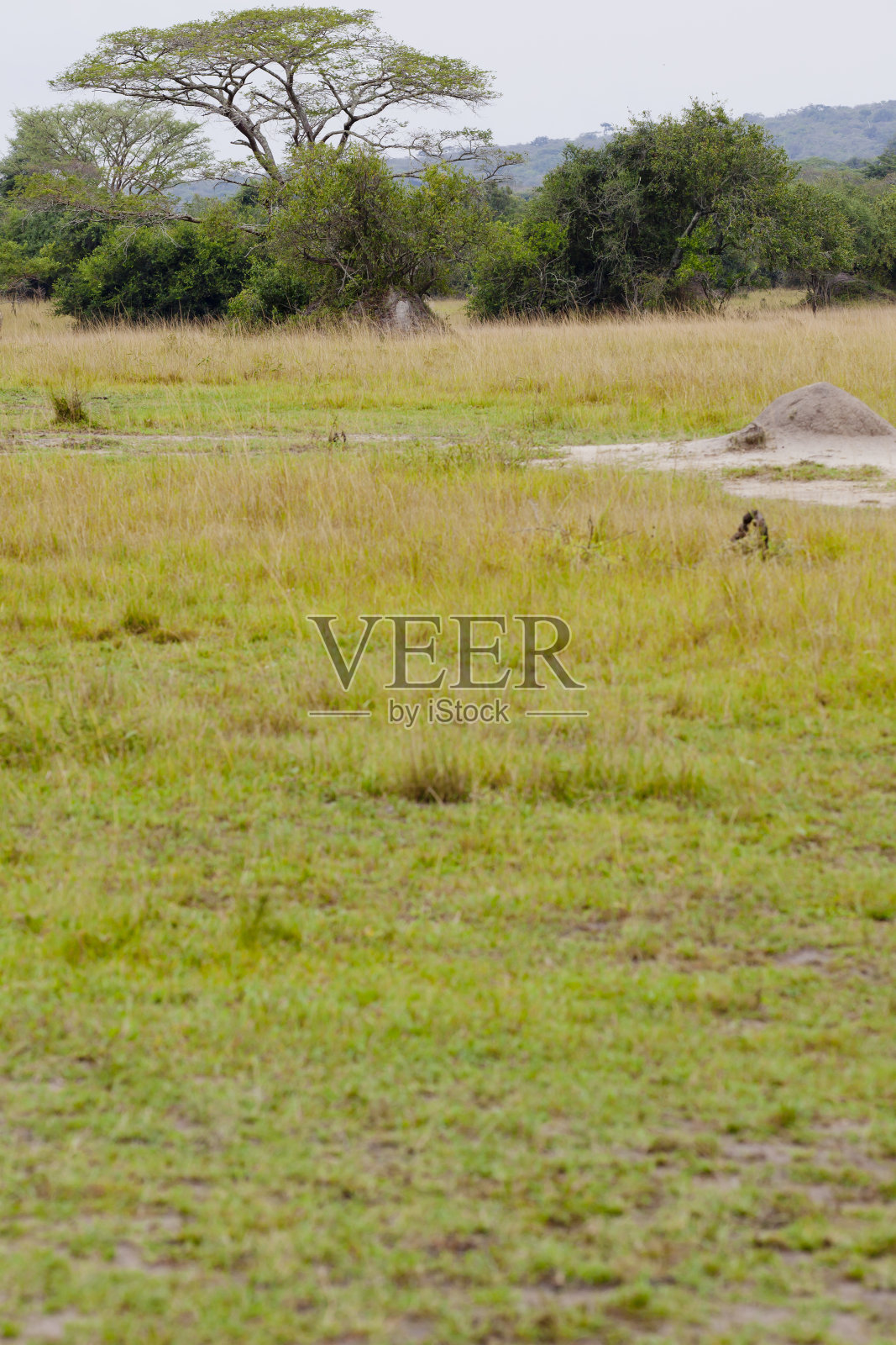 非洲美丽的金合欢树在湖Mburo国家公园照片摄影图片