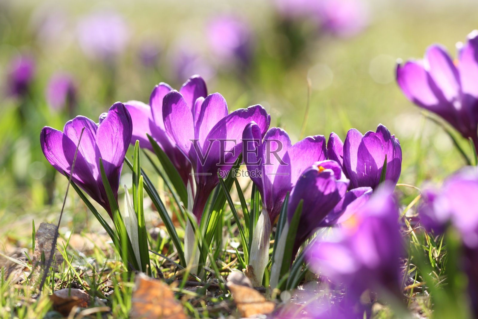 春天有盛开的番红花照片摄影图片