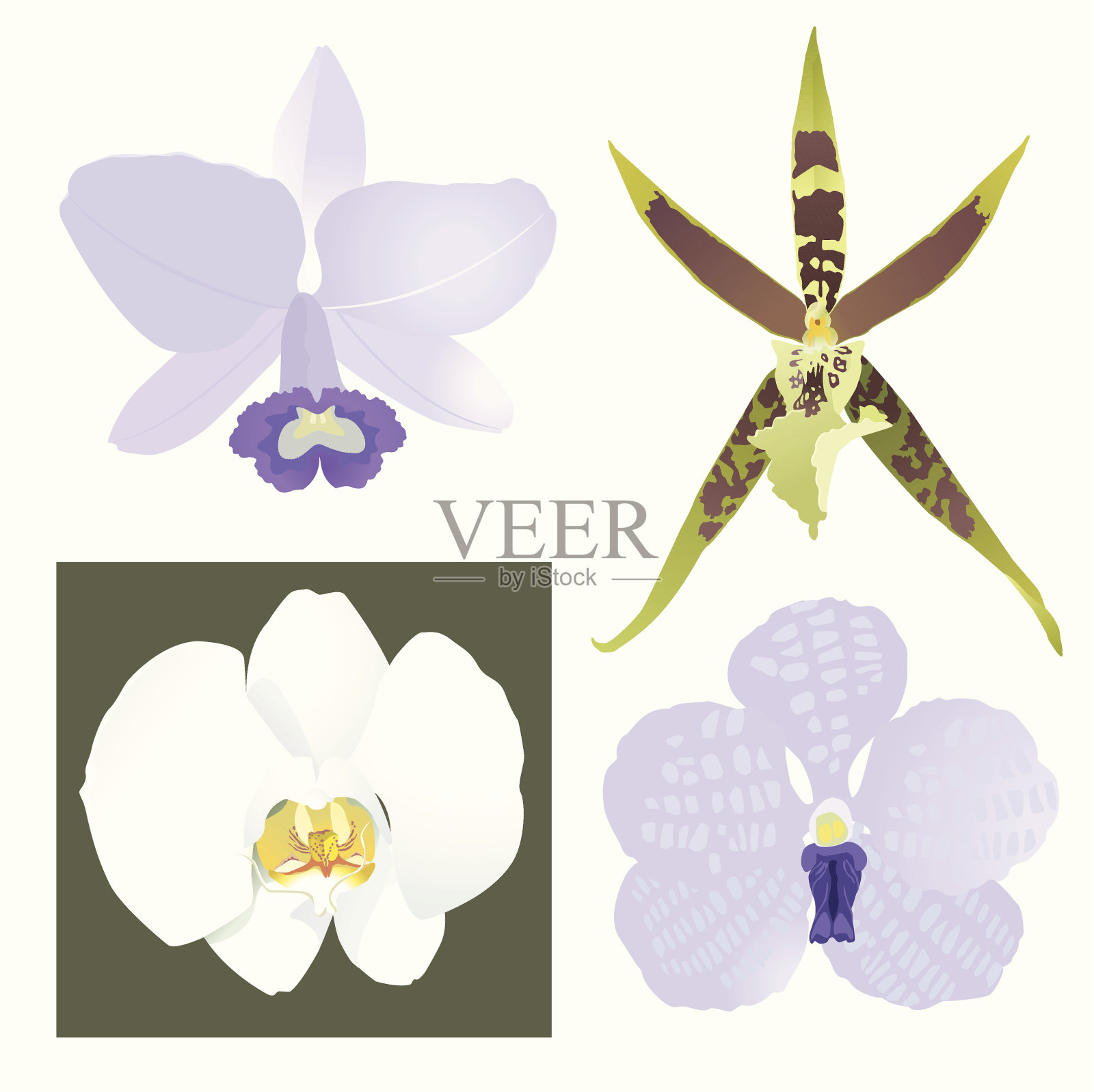 兰花花朵头插画图片素材