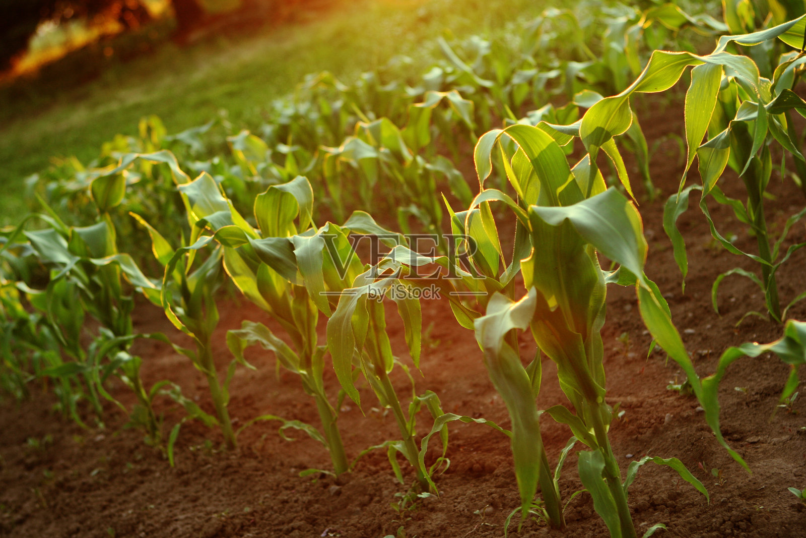日落时分的玉米幼苗照片摄影图片