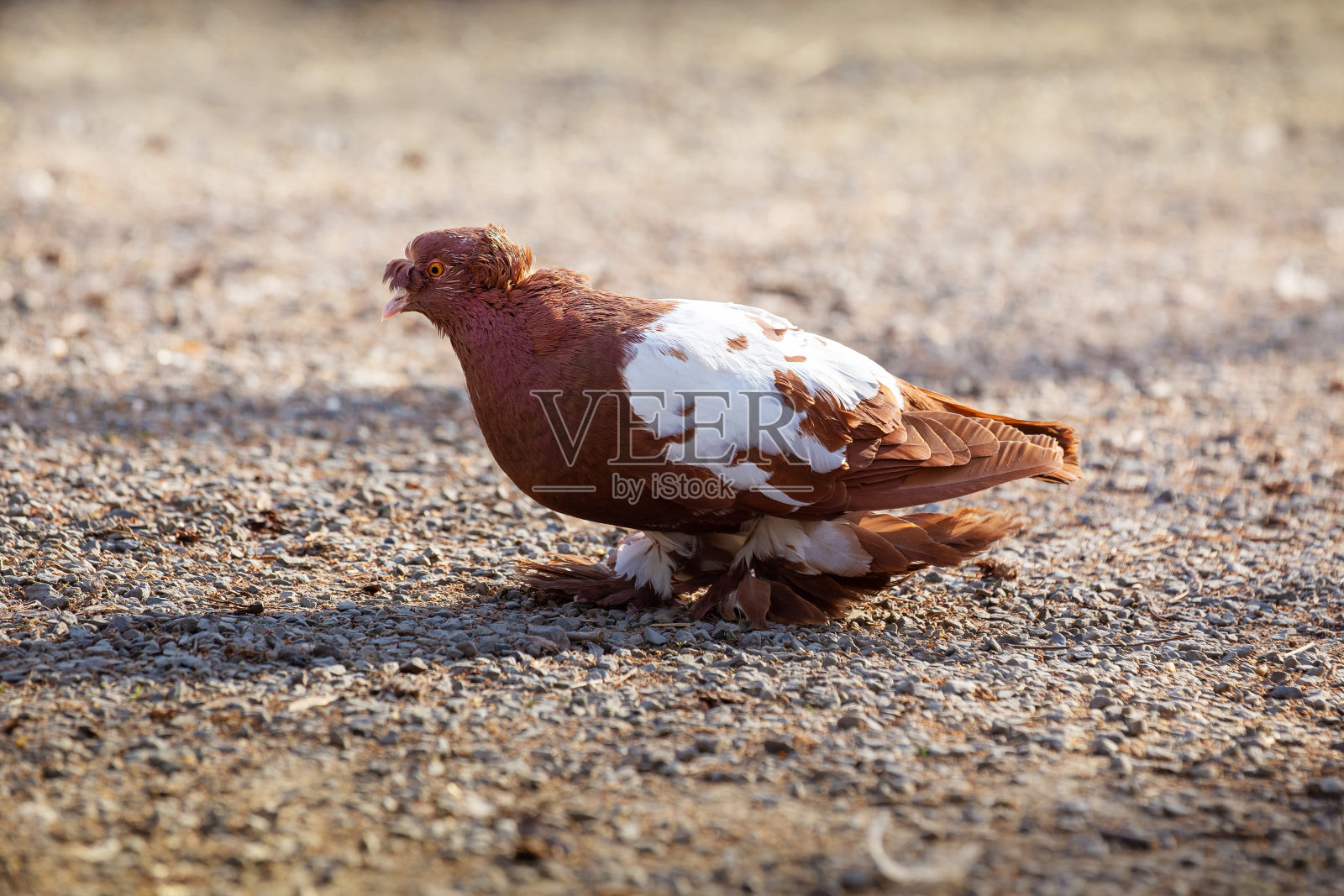 鸽子-卷曲的鸽子直立行走在地面上与美丽的光和散景。照片摄影图片