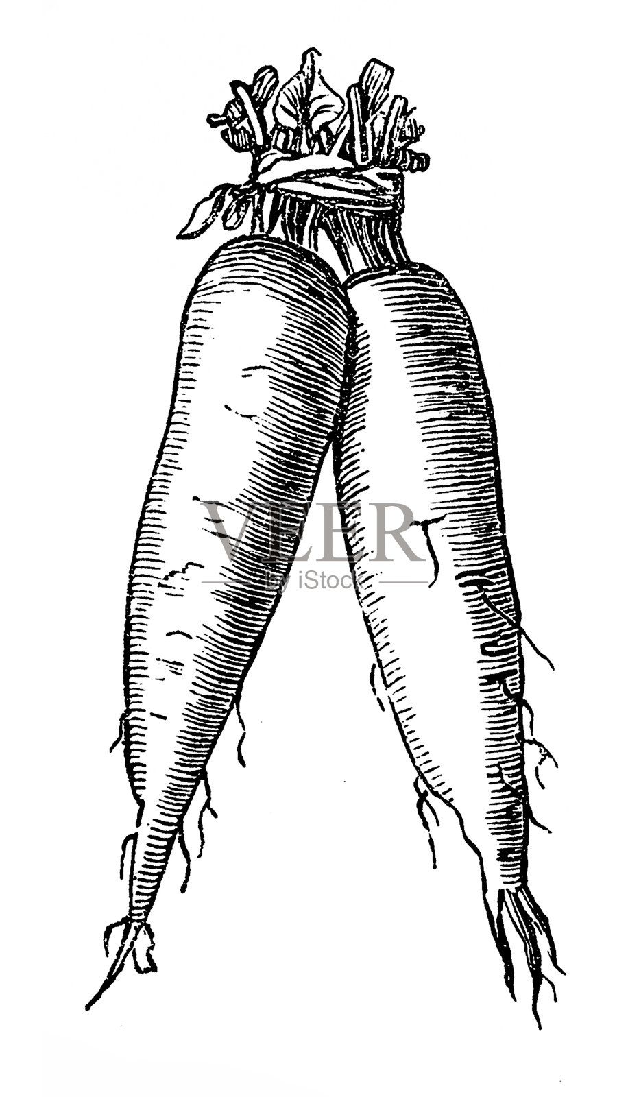 萝卜严厉插画图片素材