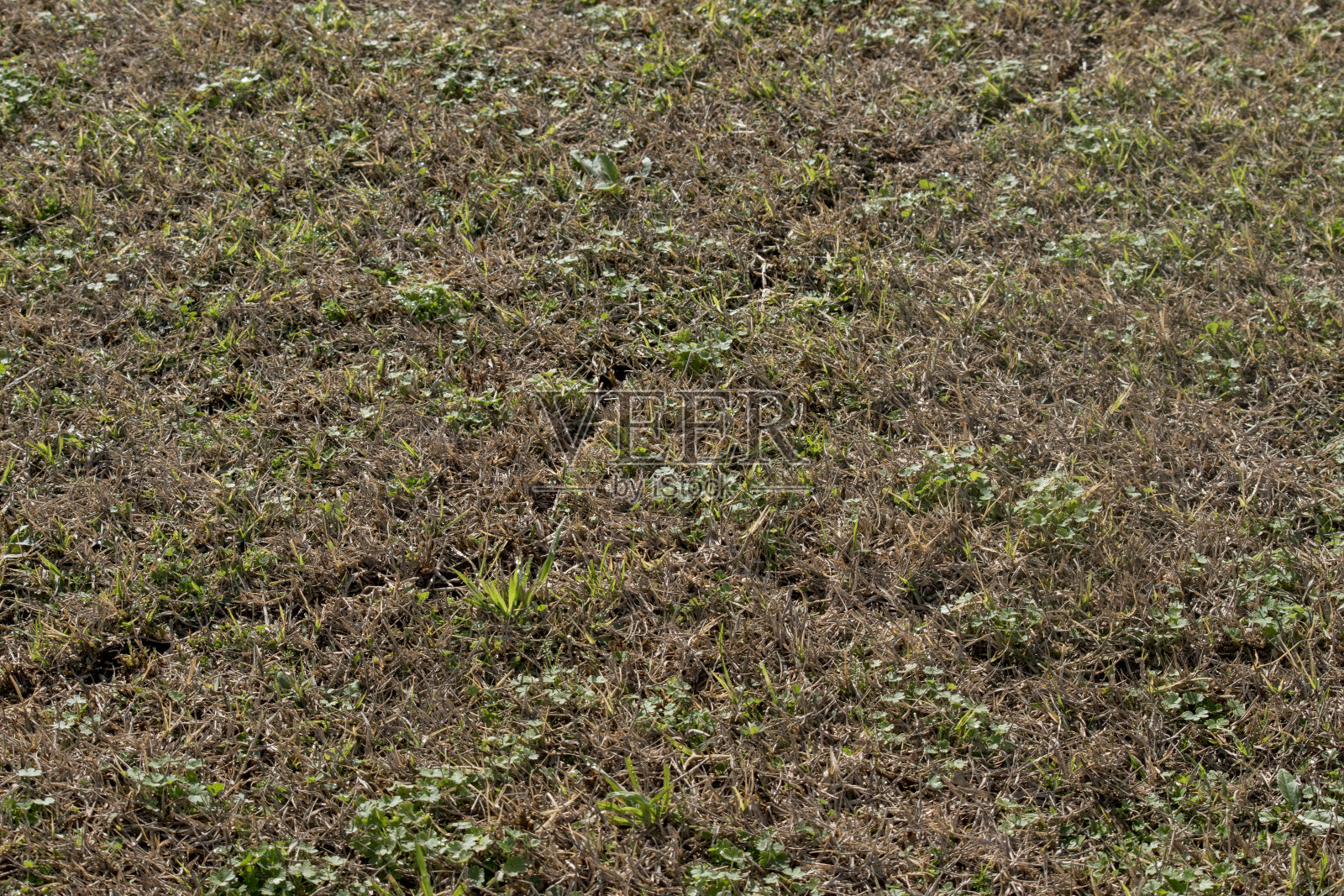 花园草坪背景。绿色背景照片摄影图片