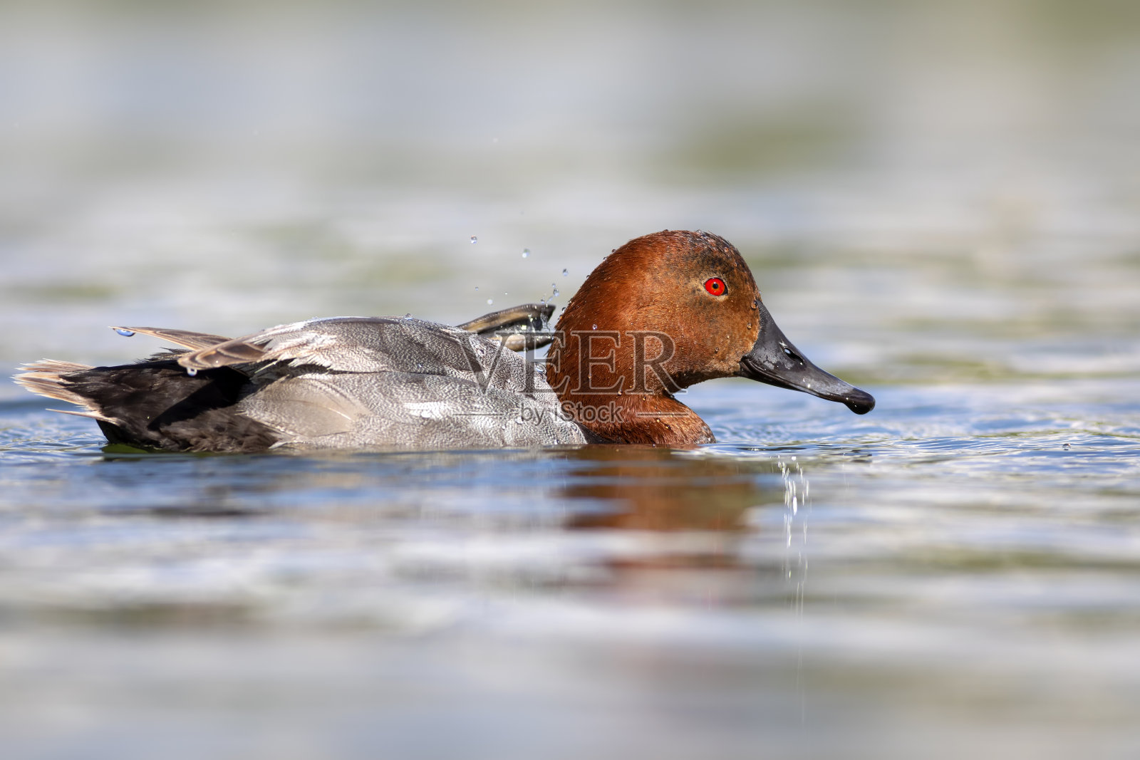 游泳的鸭子。自然背景。常见的红头潜鸭。(Aythya ferina)。照片摄影图片
