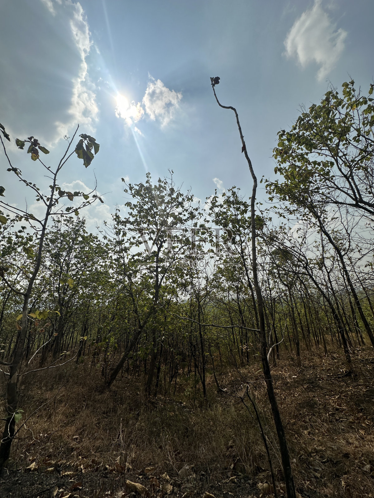 森林照片摄影图片