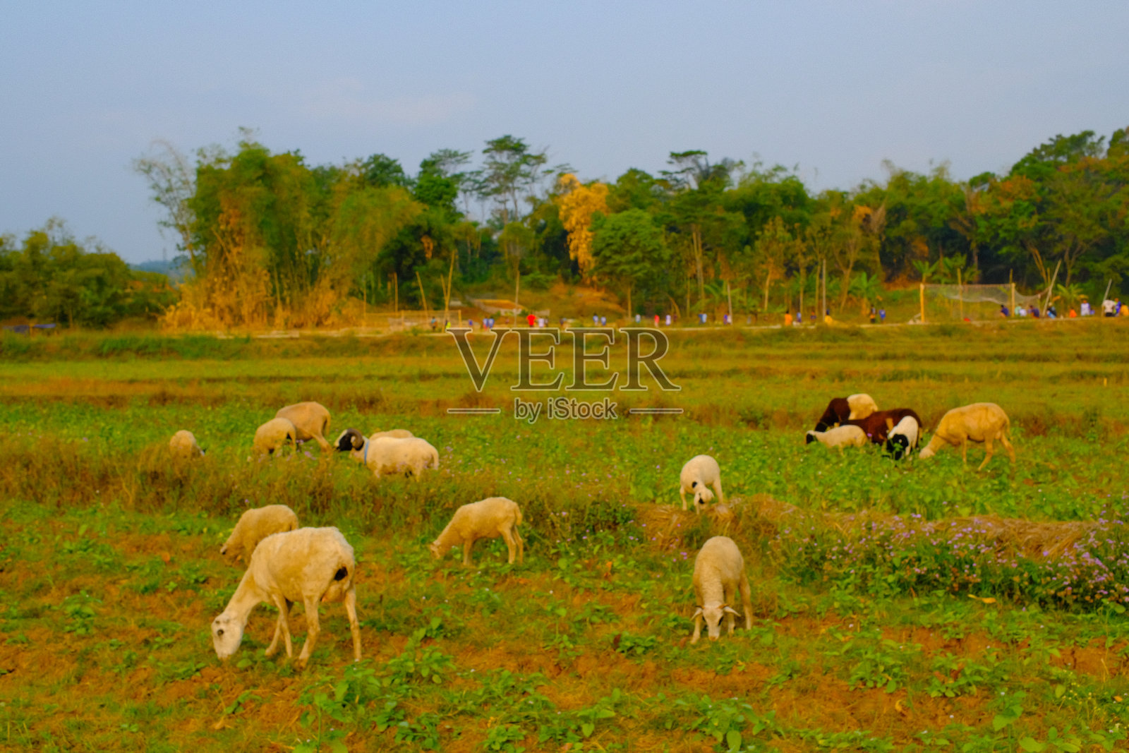 宁静的风景与放牧的牛羊照片摄影图片