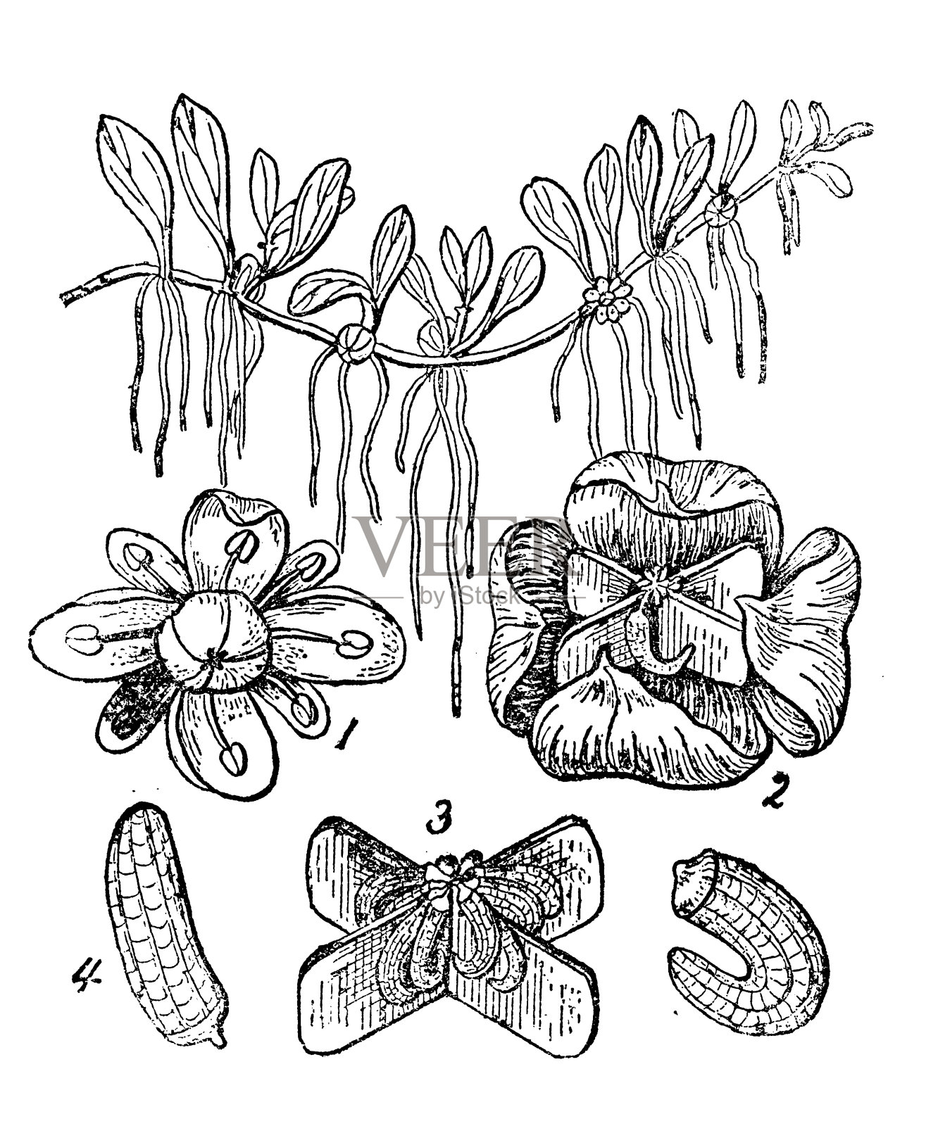 植物学古董雕刻插图：水胡椒插画图片素材