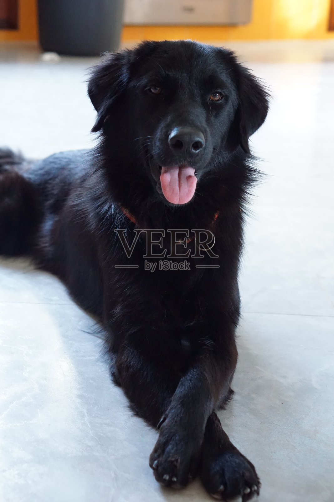 黑狗照片摄影图片