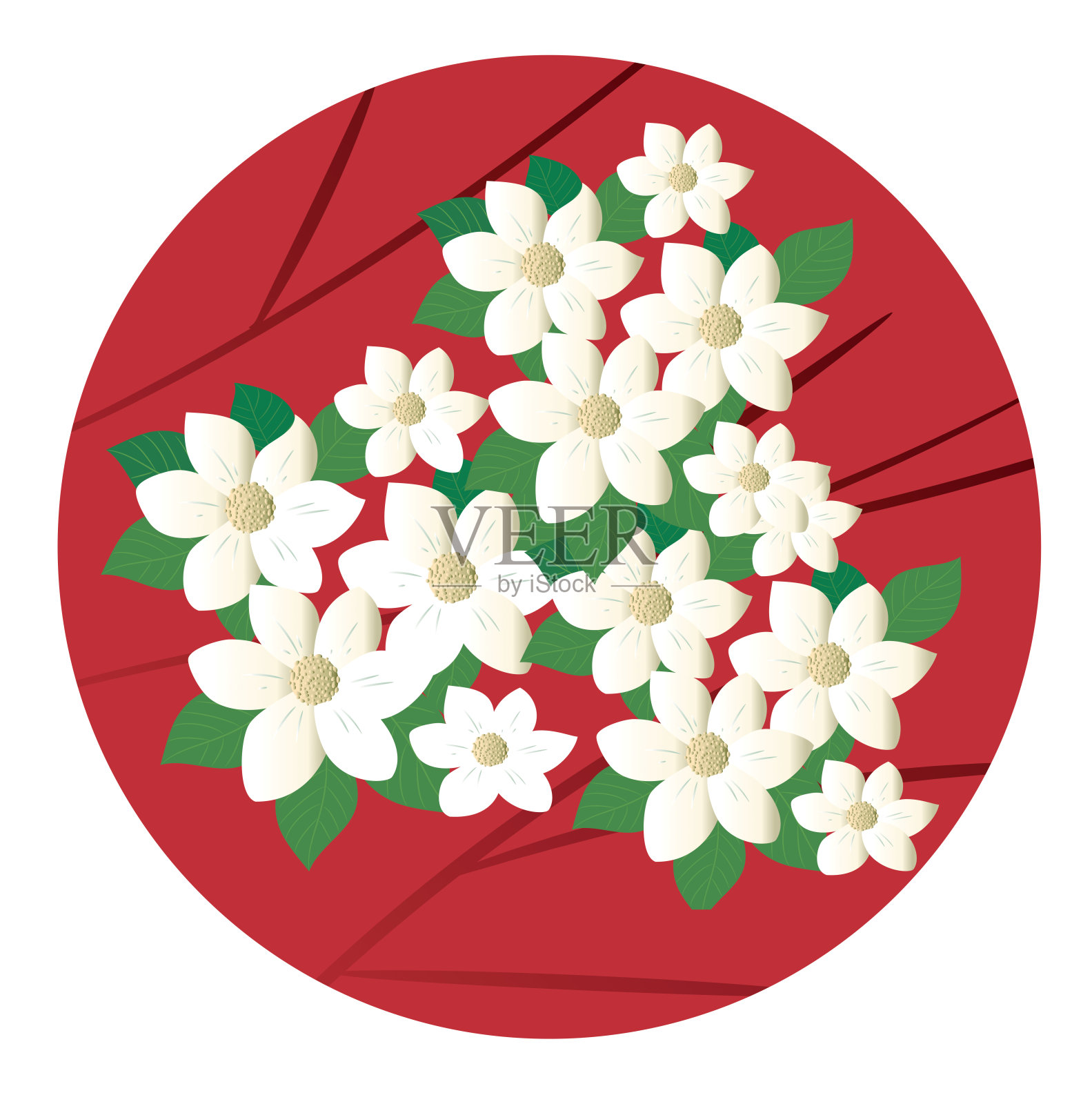 太平洋山茱萸插画图片素材