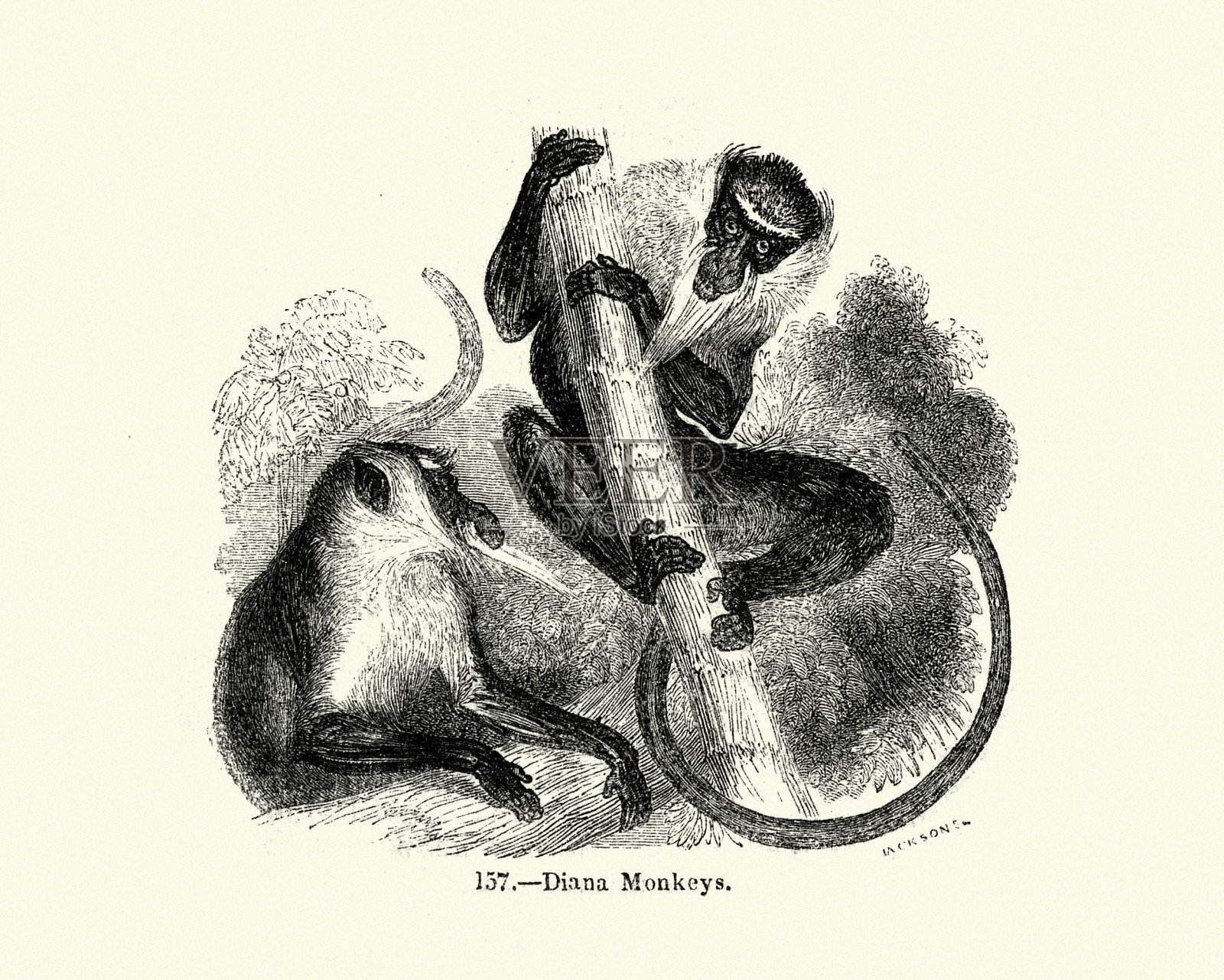 自然，哺乳动物，猴子，小猴插画图片素材