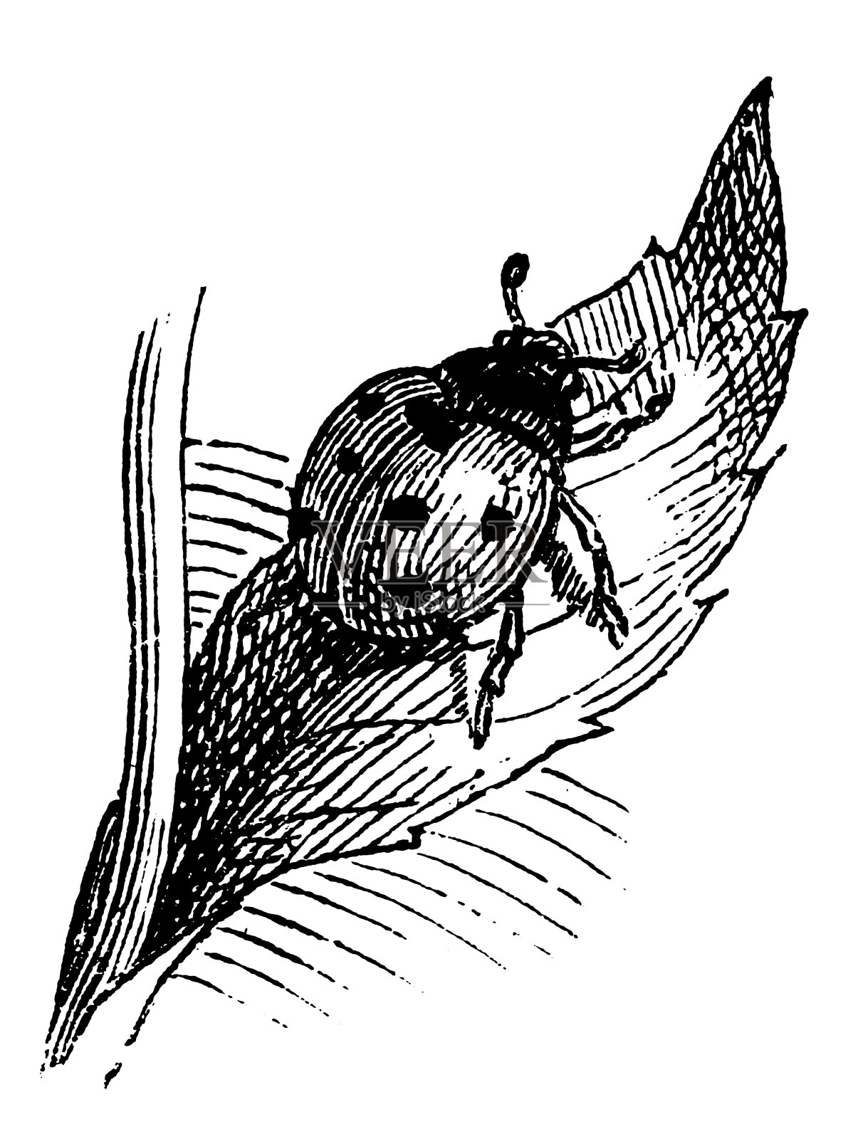 瓢虫在叶插画图片素材