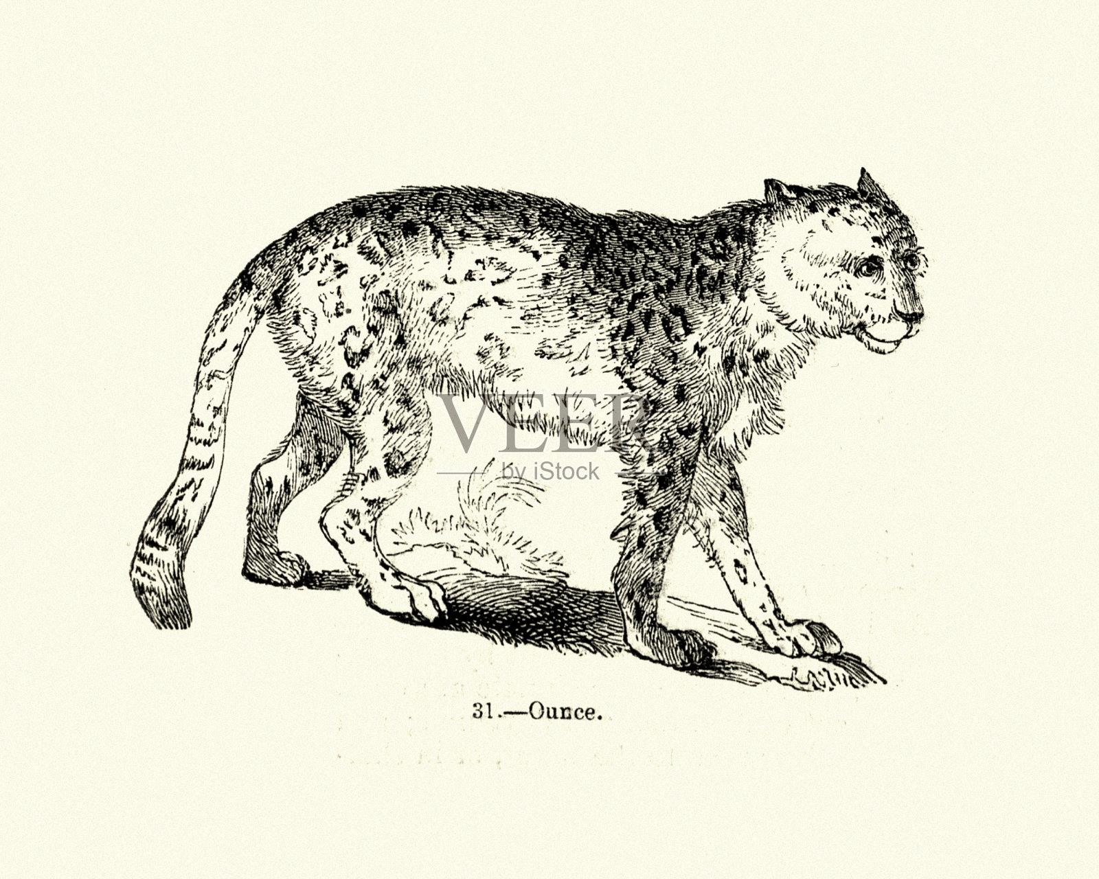 自然，大型猫科动物，雪豹(盎司)插画图片素材