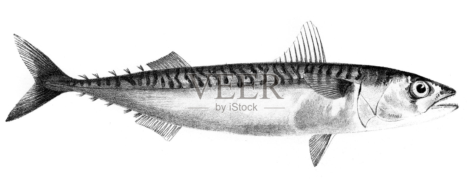 秋鲭鱼雕刻1842年插画图片素材