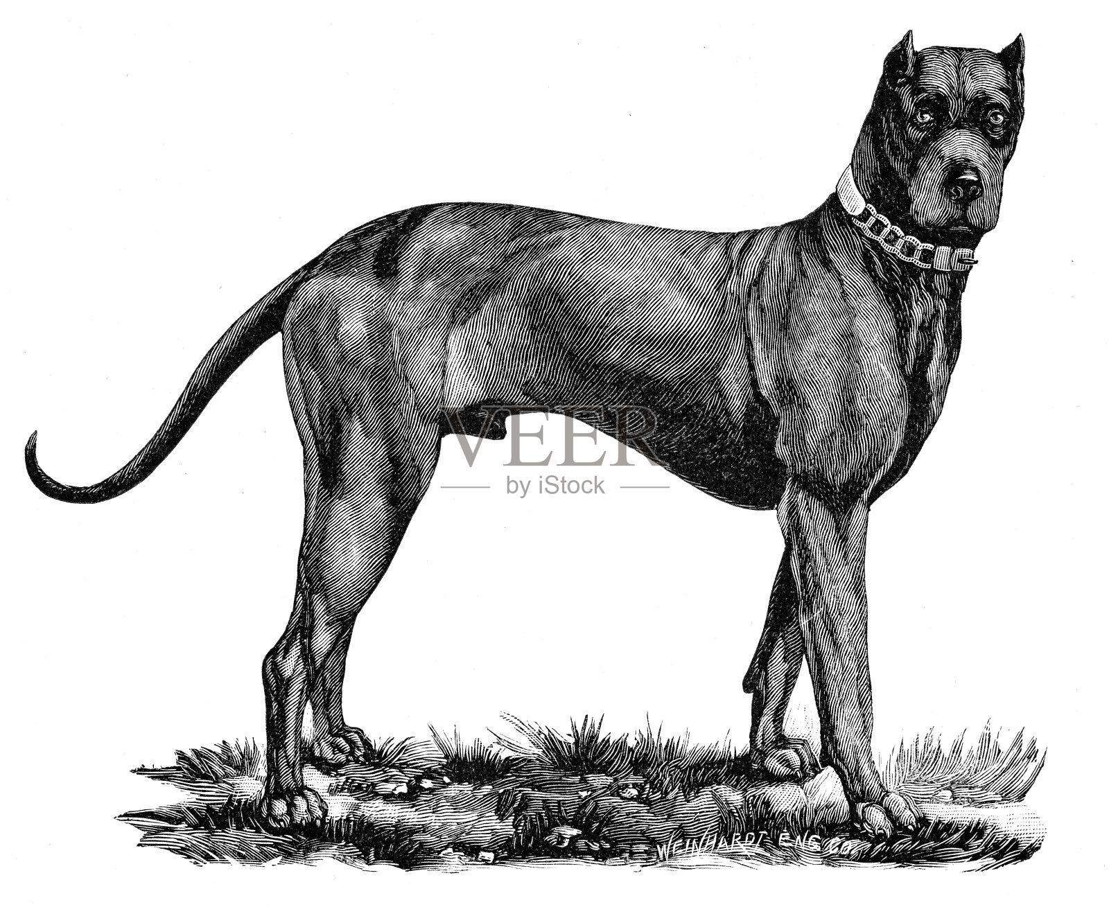 1891年大丹犬雕刻插画图片素材