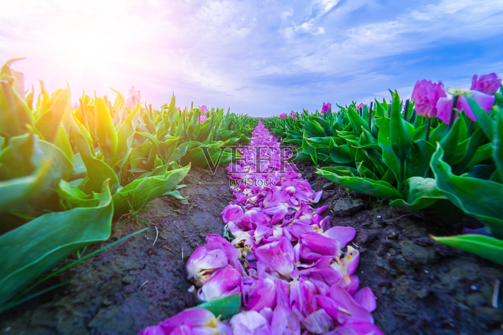 春天的荷兰，美丽的郁金香田是一种神奇的景观。盛开的五彩缤纷的荷兰郁金香田在荷兰景观荷兰。旅行和度假的概念。照片摄影图片