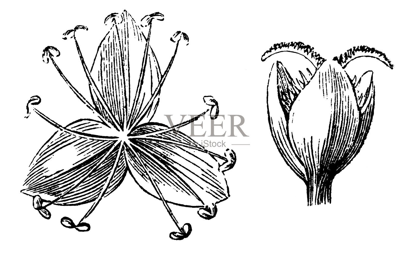 年汞插画图片素材