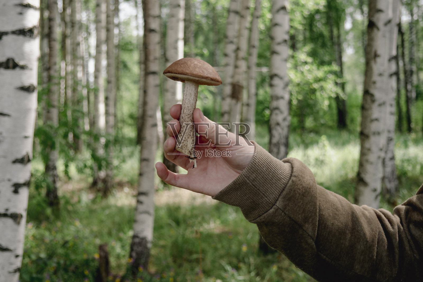 一个男人手里拿着一只蘑菇，背景是树木。照片摄影图片
