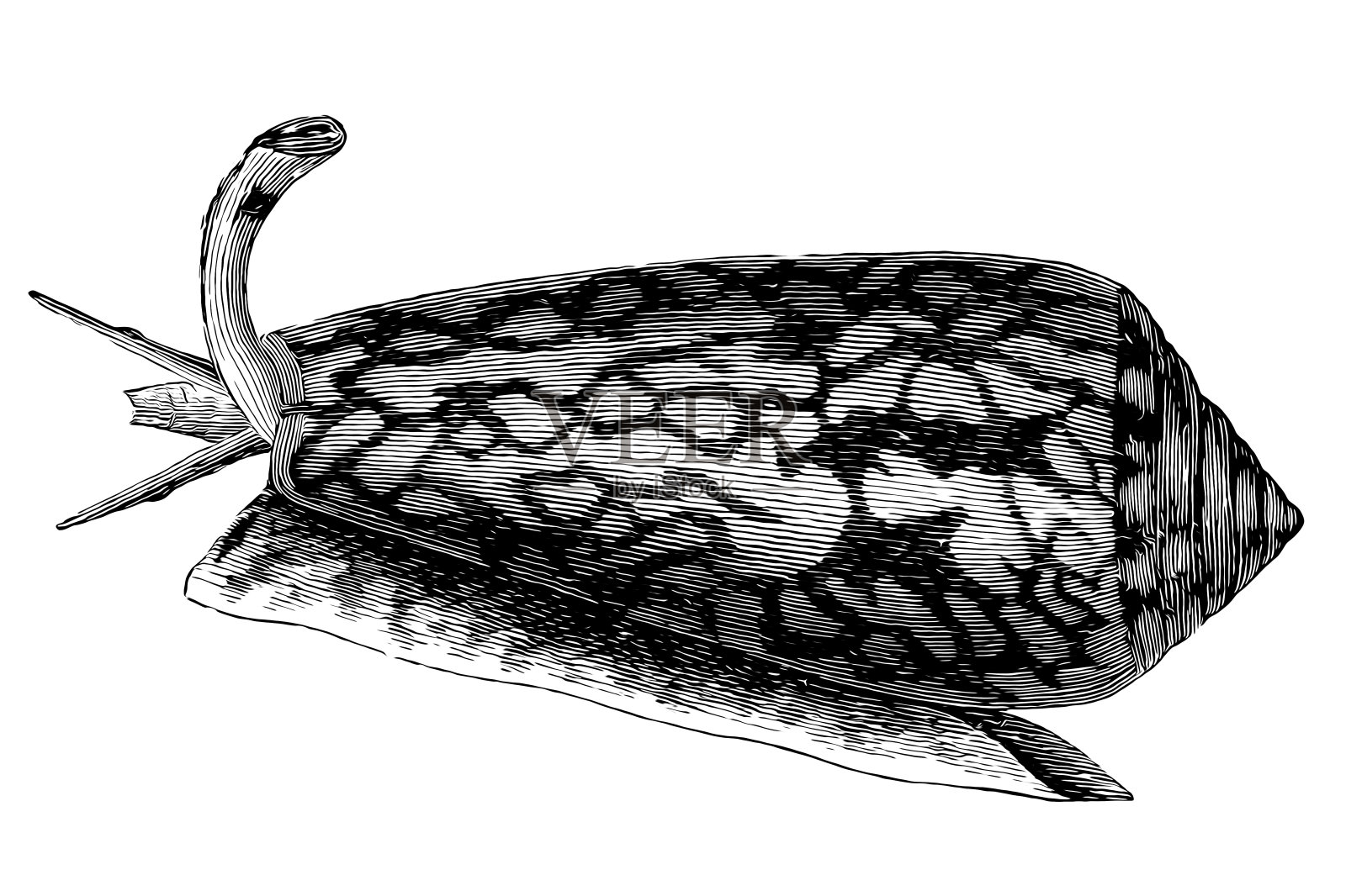 纺织锥，俗称纺织锥或金锥布，是一种有毒的海螺，一种海生腹足类软体动物，属于锥科，锥螺、锥壳或锥壳插画图片素材