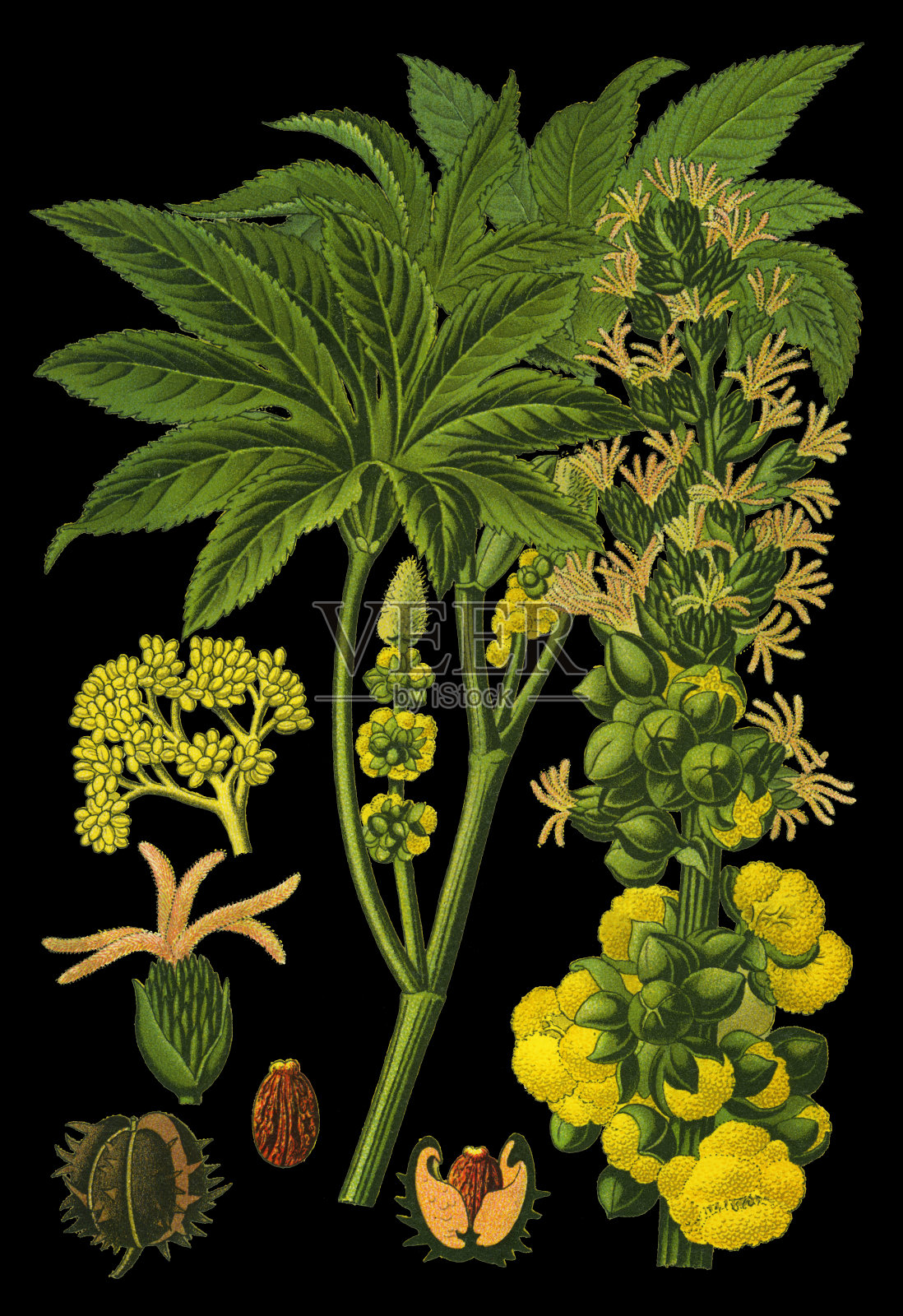 蓖麻籽，蓖麻油植物插画图片素材
