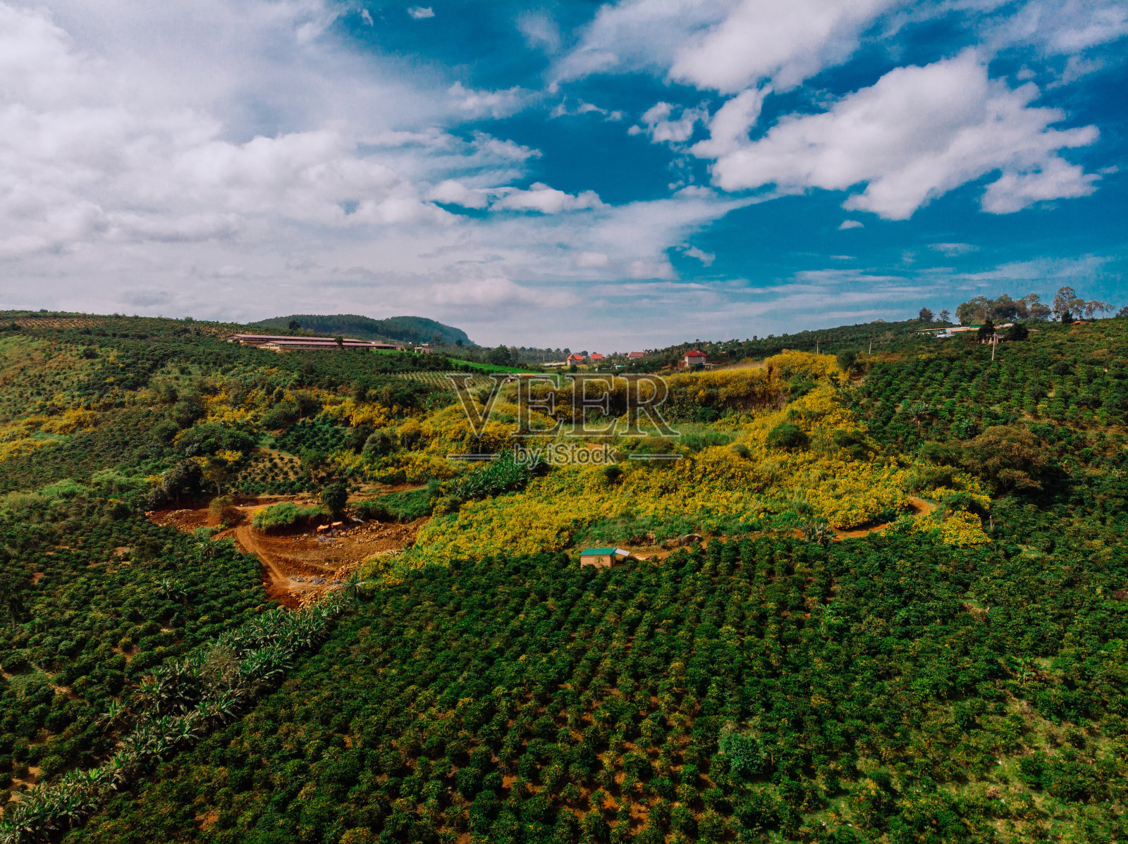 野生向日葵盛开的山丘，点缀着种植在越南林东南部地区的罗布斯塔咖啡山丘，从上面看越南景观，从上面看林东景观照片摄影图片