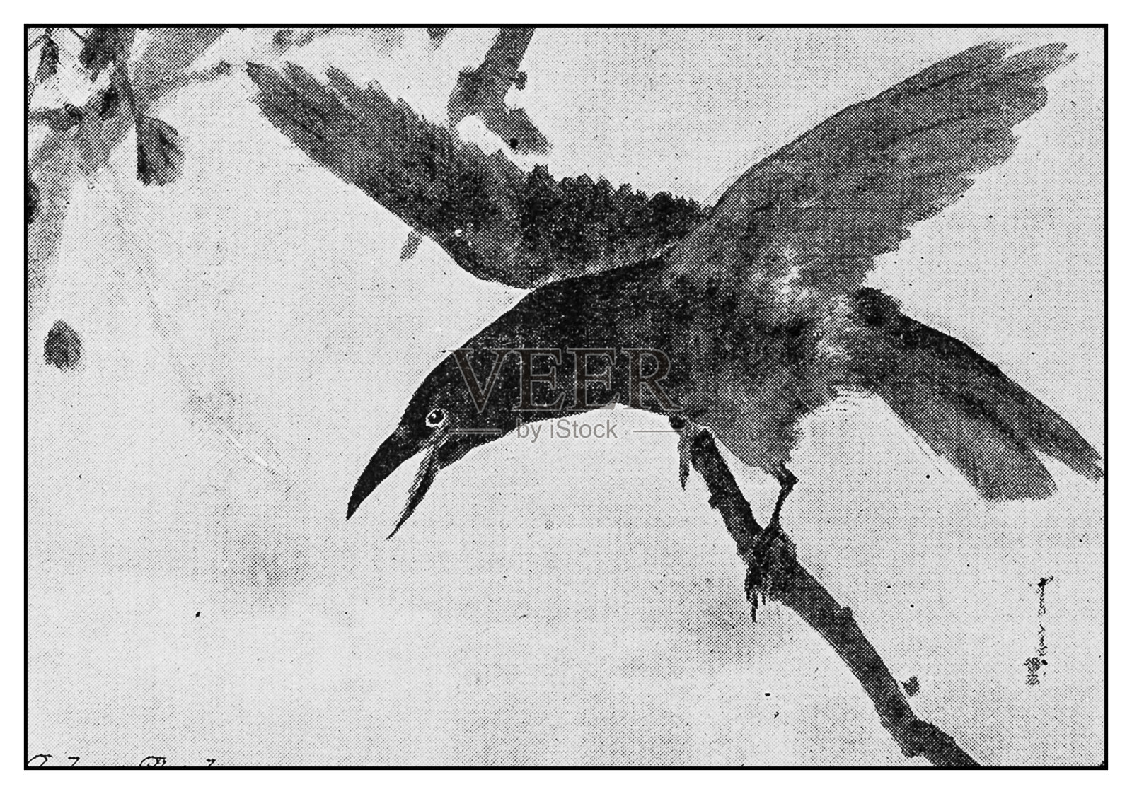 古玩插画:日本艺术家渡边胜成的鸟画插画图片素材