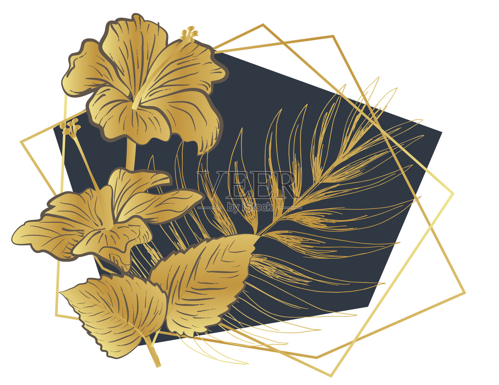 木槿花和叶详细植物图插画图片素材